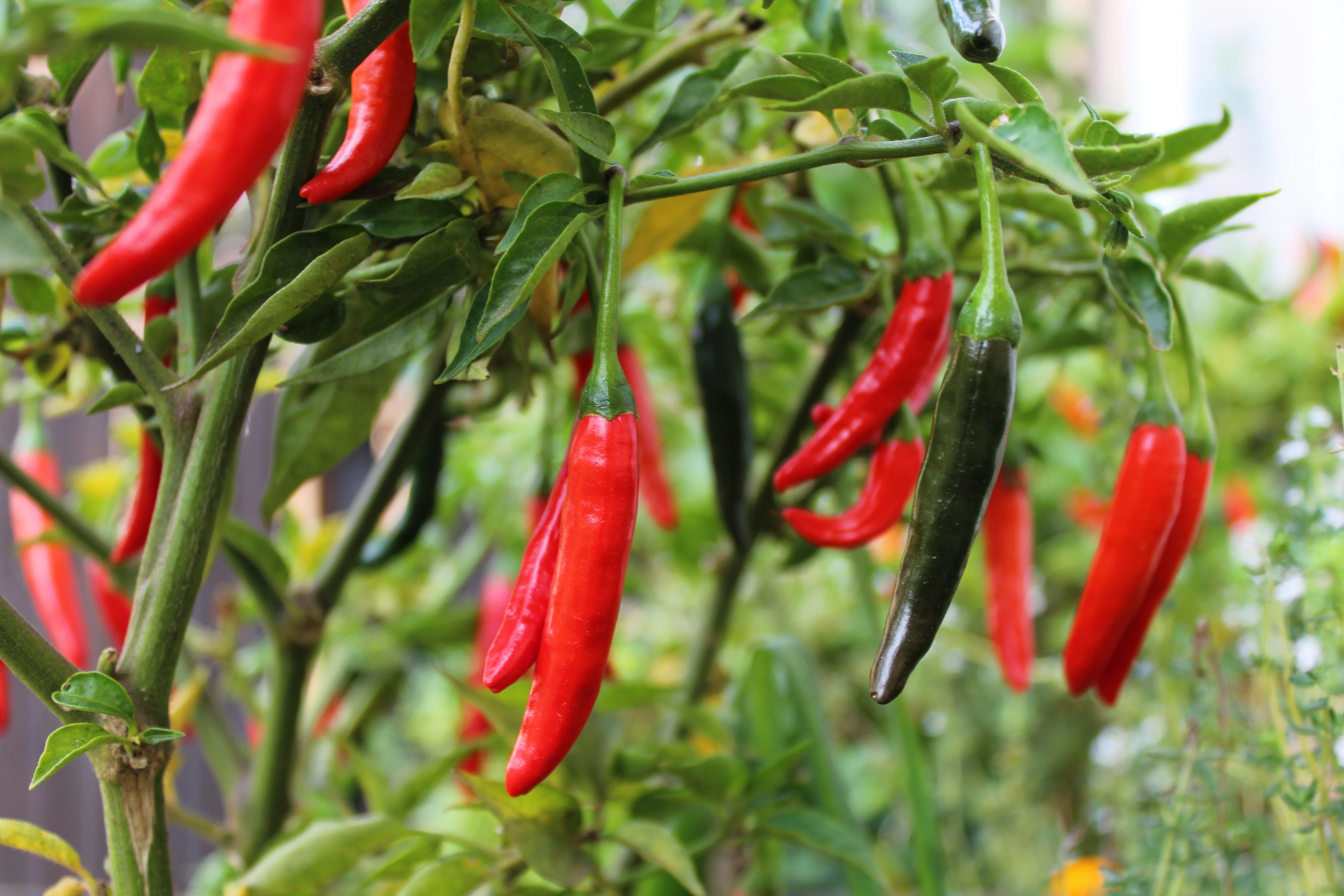 300 THIN CAYENNE PEPPER Hot Chili Long Green Red Slim Capsicum Vegetable Seeds - Image 2