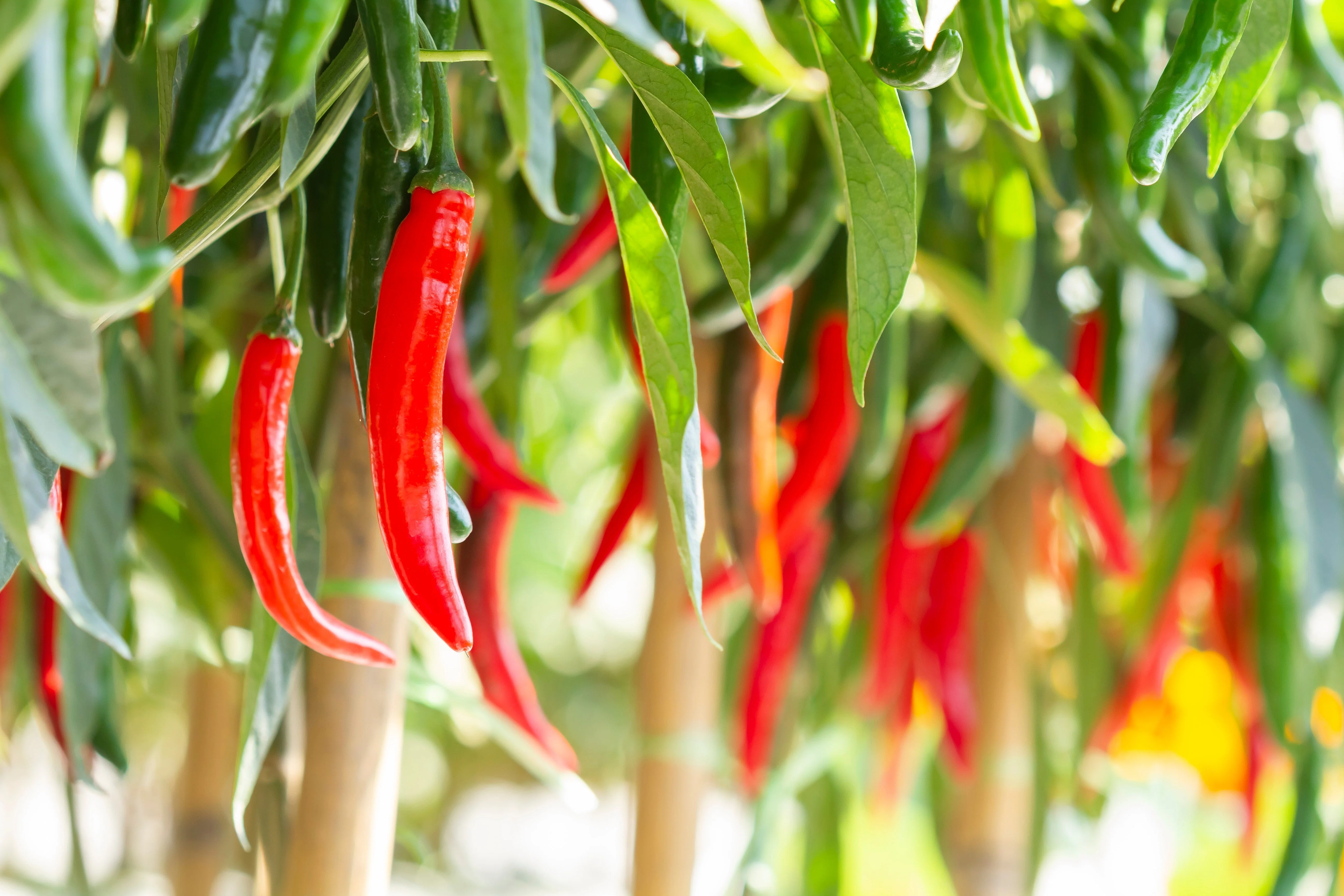 300 THIN CAYENNE PEPPER Hot Chili Long Green Red Slim Capsicum Vegetable Seeds - Image 3