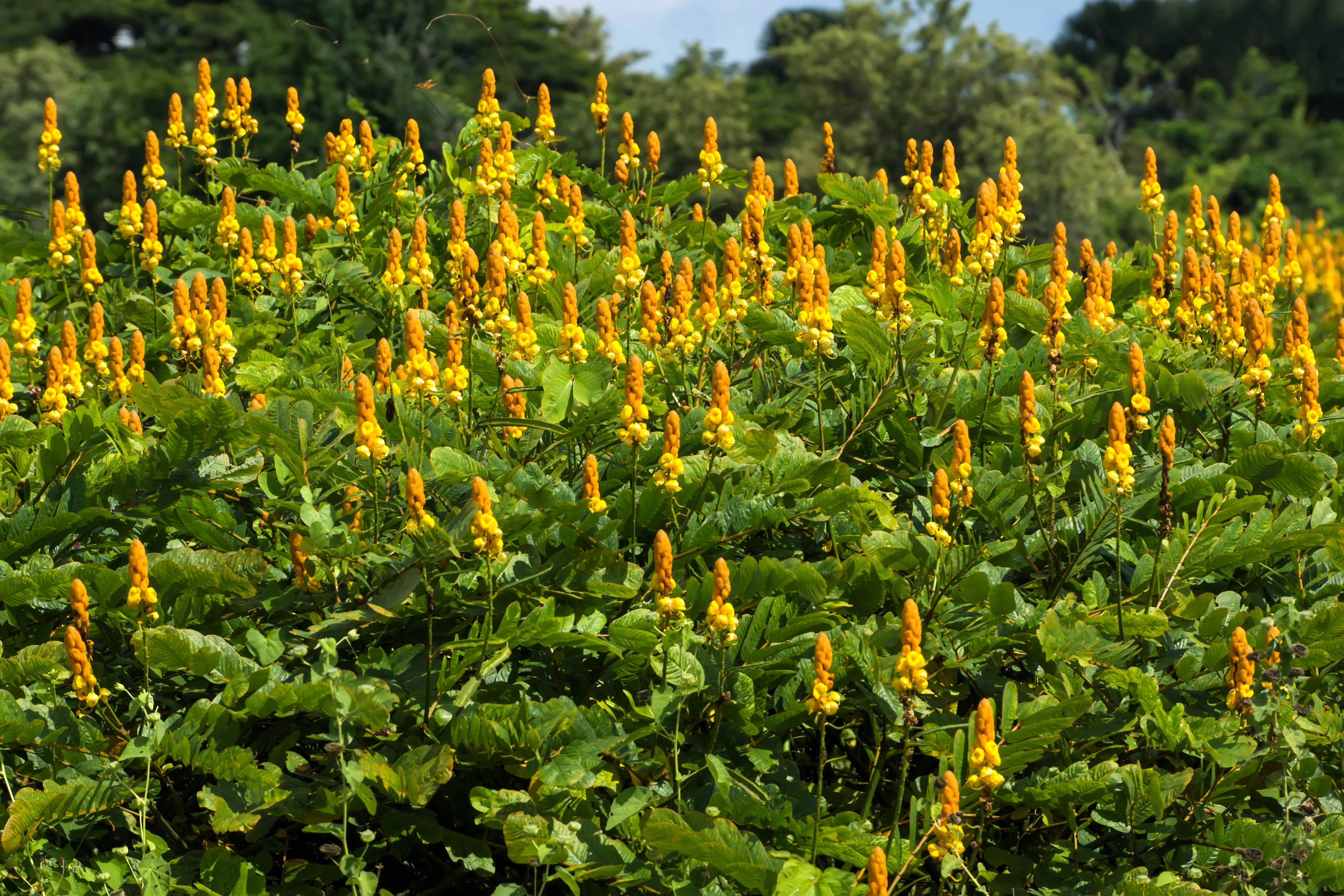 35 CANDLE BUSH Cassia Alata Senna Emperor's Candletree Empress Candlebush Candelabra Golden Ringworm Shrub Yellow Orange Flower Seeds - Image 2