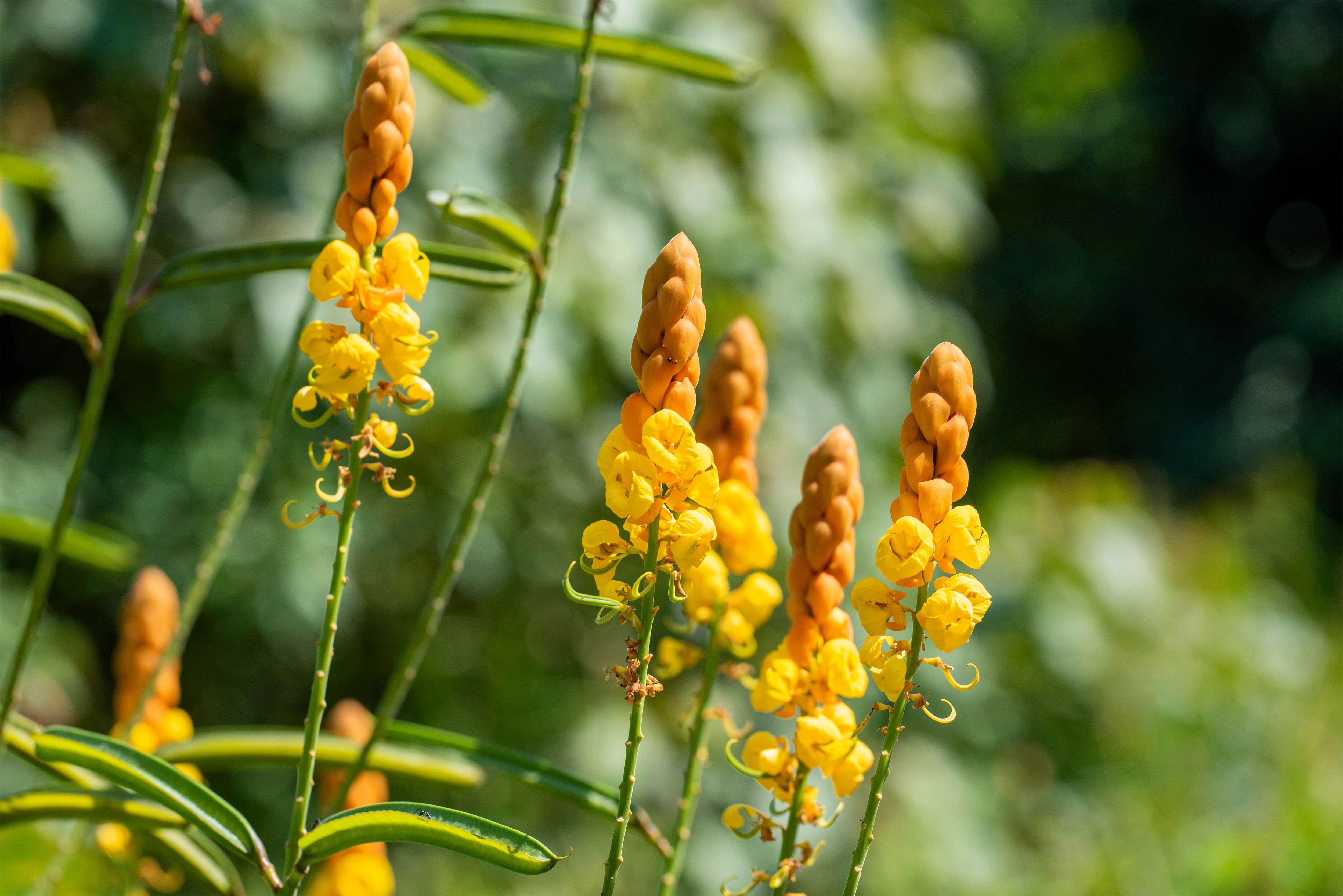 35 CANDLE BUSH Cassia Alata Senna Emperor's Candletree Empress Candlebush Candelabra Golden Ringworm Shrub Yellow Orange Flower Seeds - Image 3