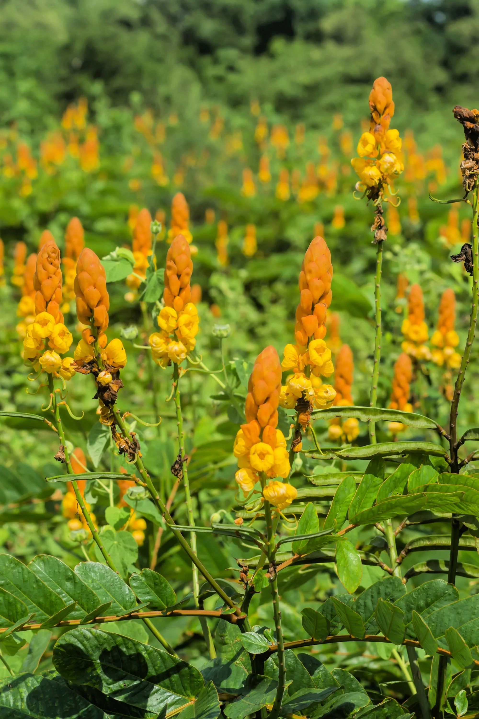 35 CANDLE BUSH Cassia Alata Senna Emperor's Candletree Empress Candlebush Candelabra Golden Ringworm Shrub Yellow Orange Flower Seeds - Image 4
