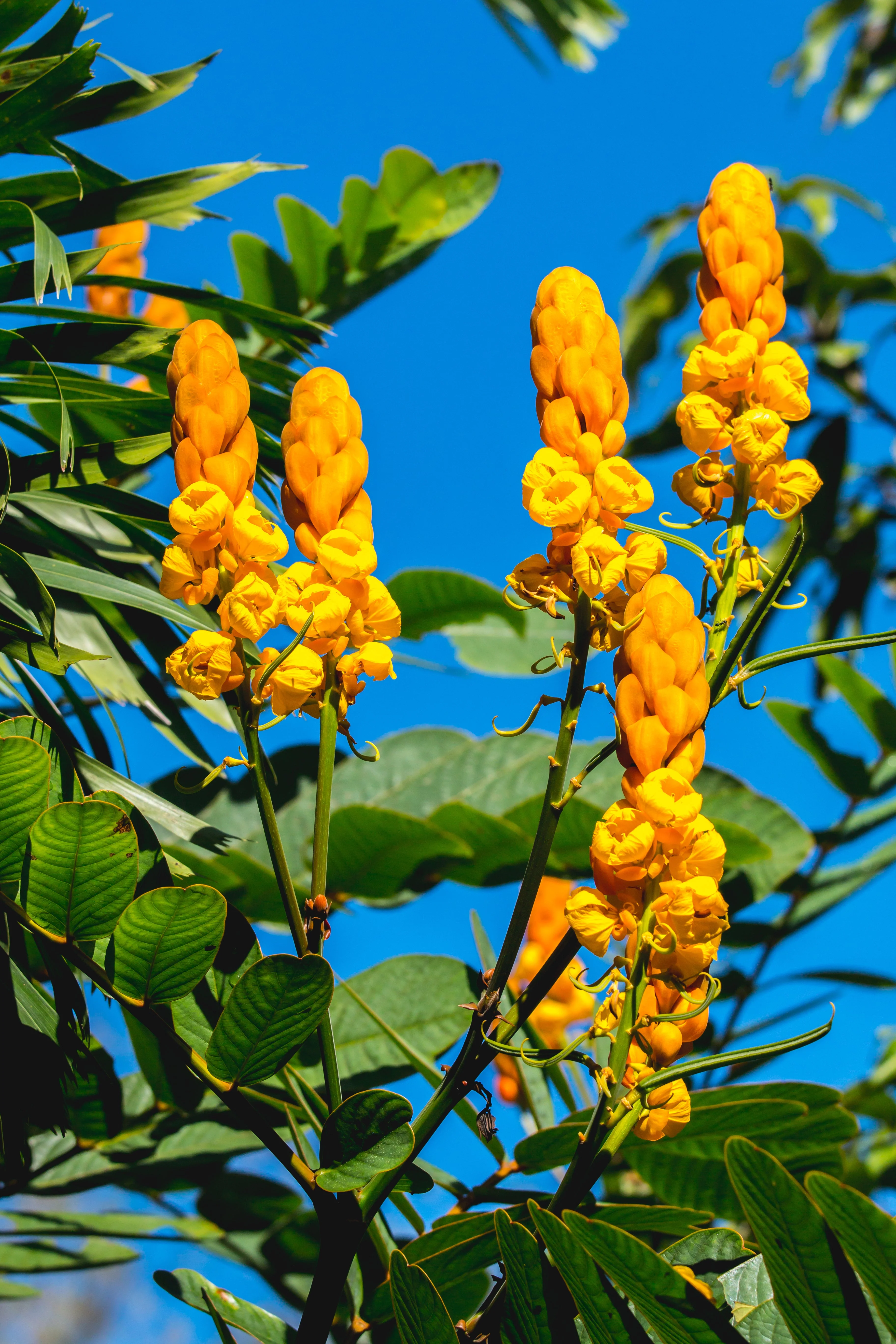 35 CANDLE BUSH Cassia Alata Senna Emperor's Candletree Empress Candlebush Candelabra Golden Ringworm Shrub Yellow Orange Flower Seeds - Image 5