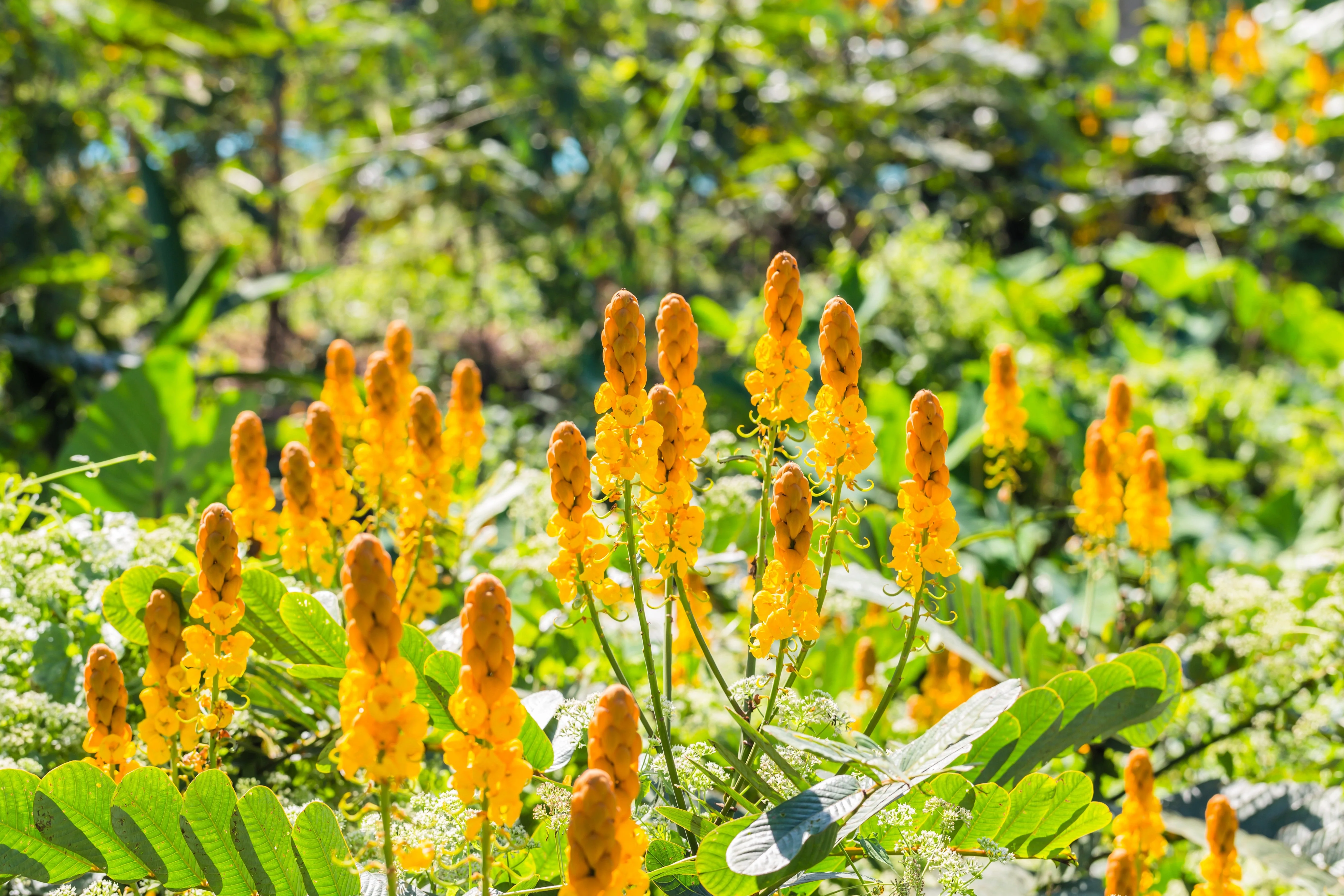 35 CANDLE BUSH Cassia Alata Senna Emperor's Candletree Empress Candlebush Candelabra Golden Ringworm Shrub Yellow Orange Flower Seeds - Image 6