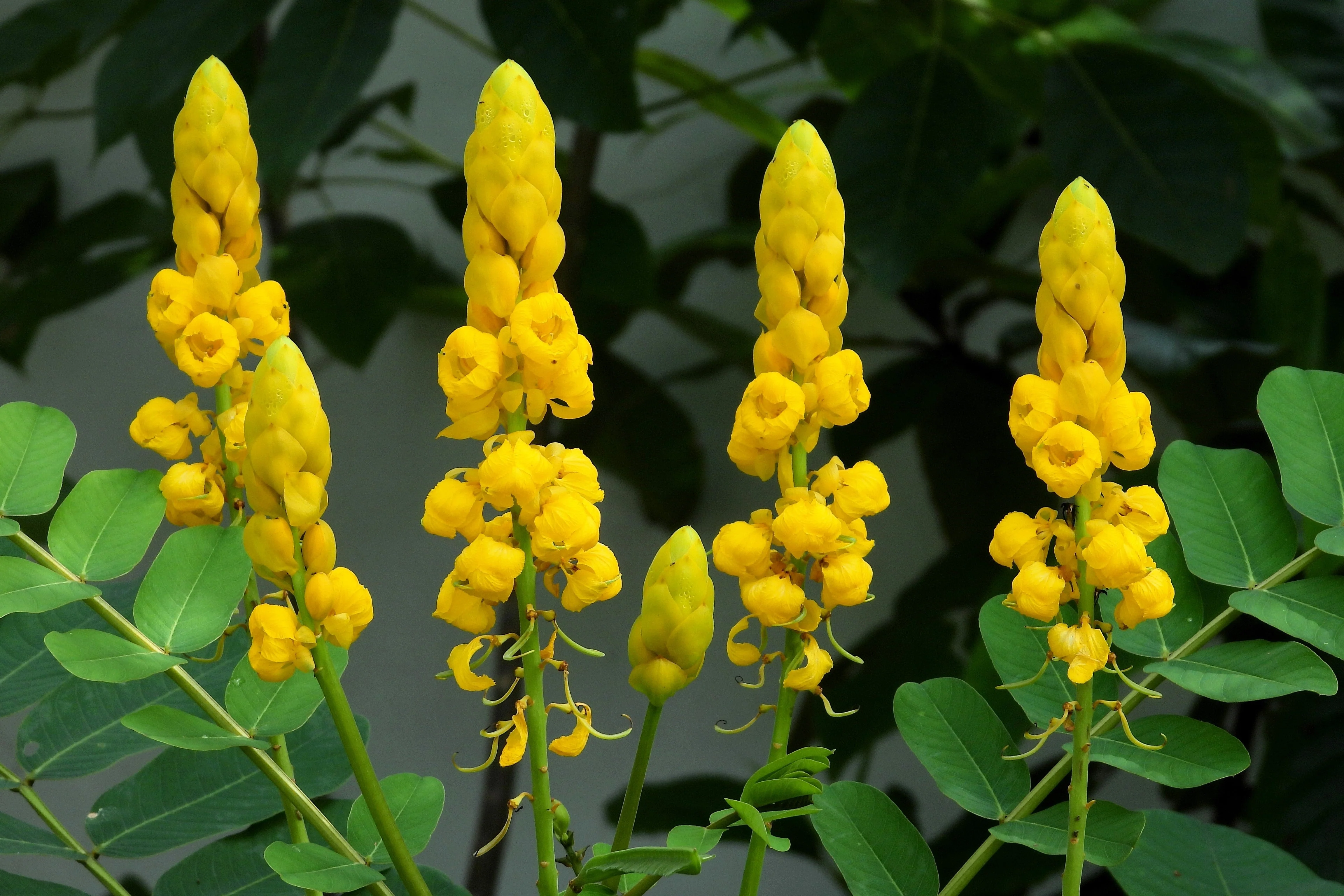 35 CANDLE BUSH Cassia Alata Senna Emperor's Candletree Empress Candlebush Candelabra Golden Ringworm Shrub Yellow Orange Flower Seeds - Image 7