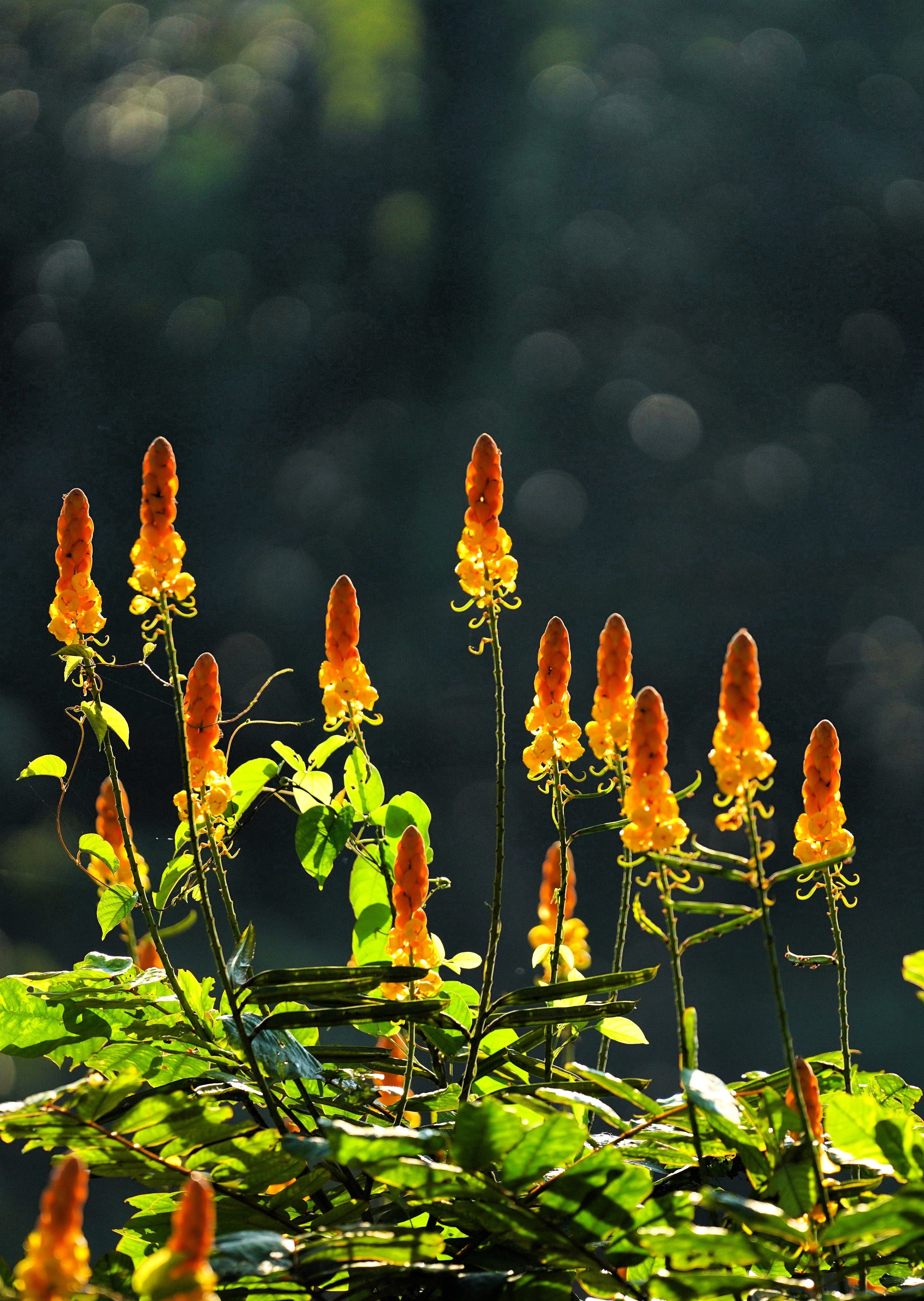 35 CANDLE BUSH Cassia Alata Senna Emperor's Candletree Empress Candlebush Candelabra Golden Ringworm Shrub Yellow Orange Flower Seeds - Image 8