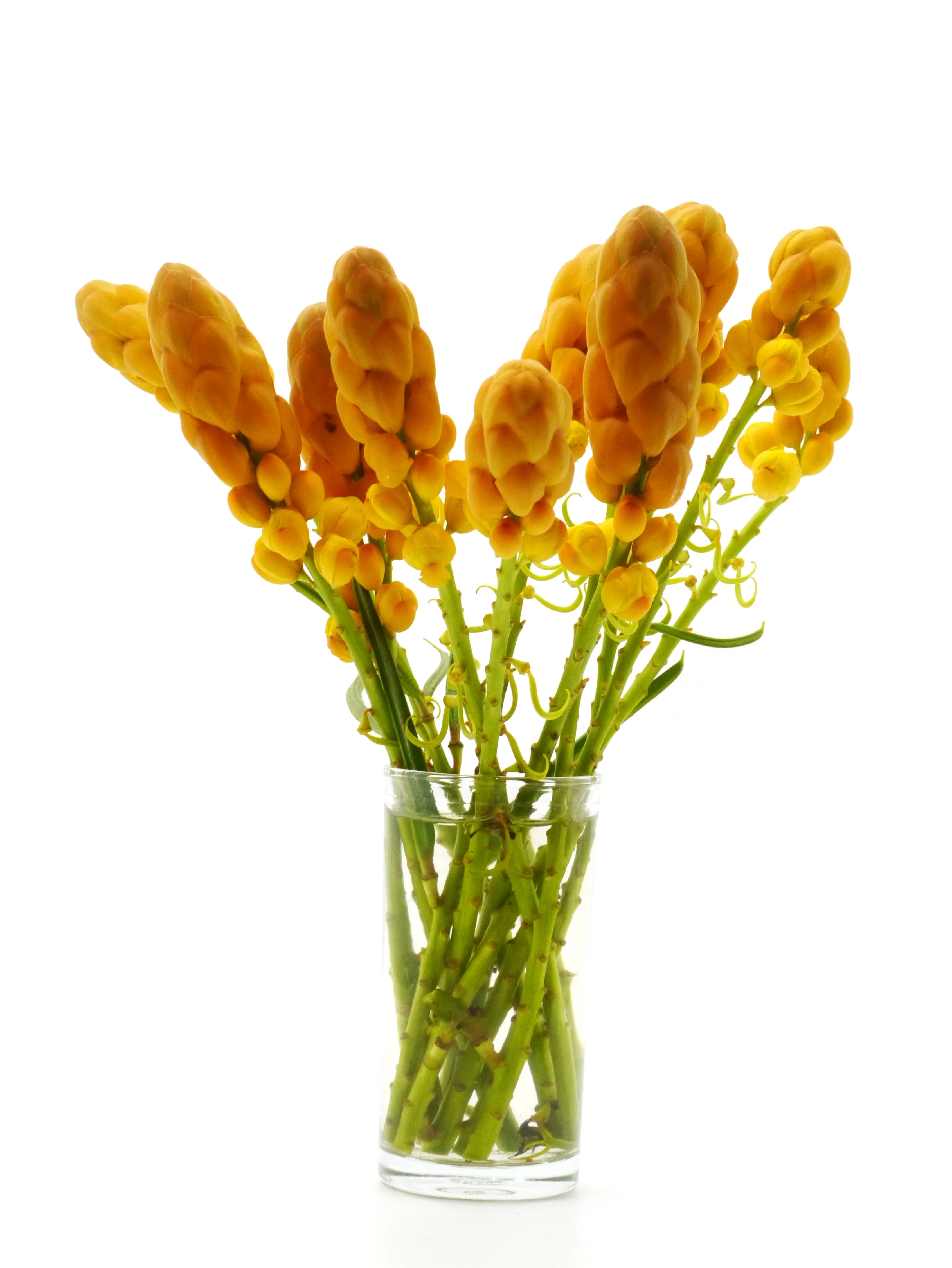 35 CANDLE BUSH Cassia Alata Senna Emperor's Candletree Empress Candlebush Candelabra Golden Ringworm Shrub Yellow Orange Flower Seeds - Image 9