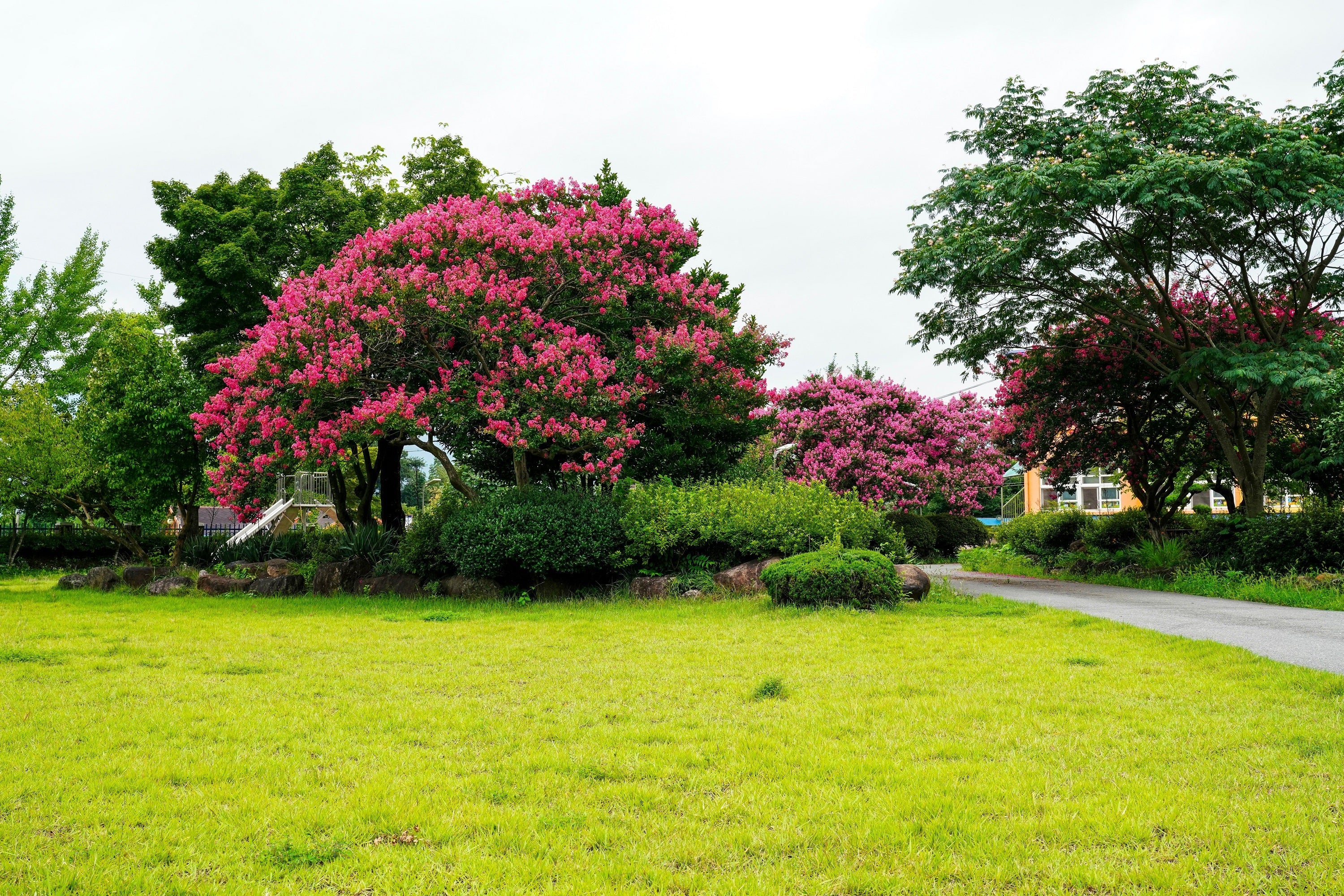 35 Dark PINK CREPE MYRTLE Lagerstroemia Indica Flowering Shrub Bush Small Tree Seeds - Image 10