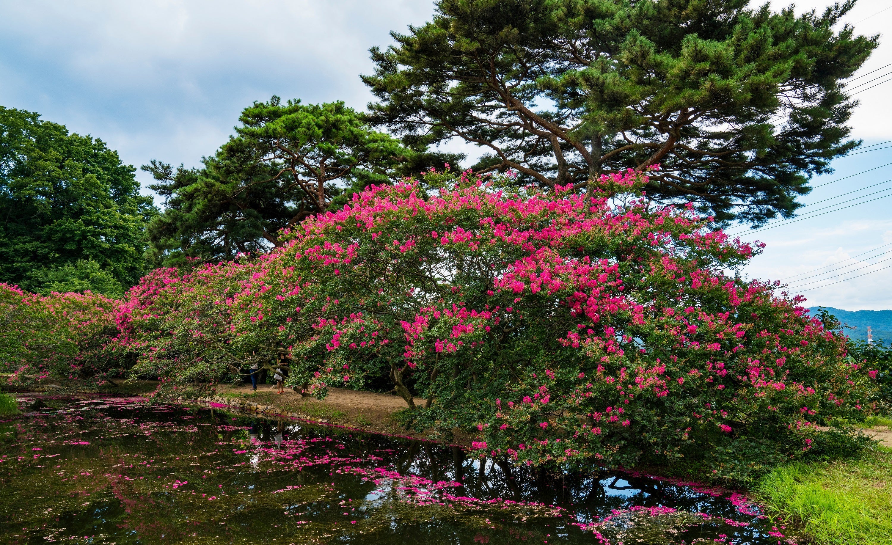 35 Dark PINK CREPE MYRTLE Lagerstroemia Indica Flowering Shrub Bush Small Tree Seeds - Image 11