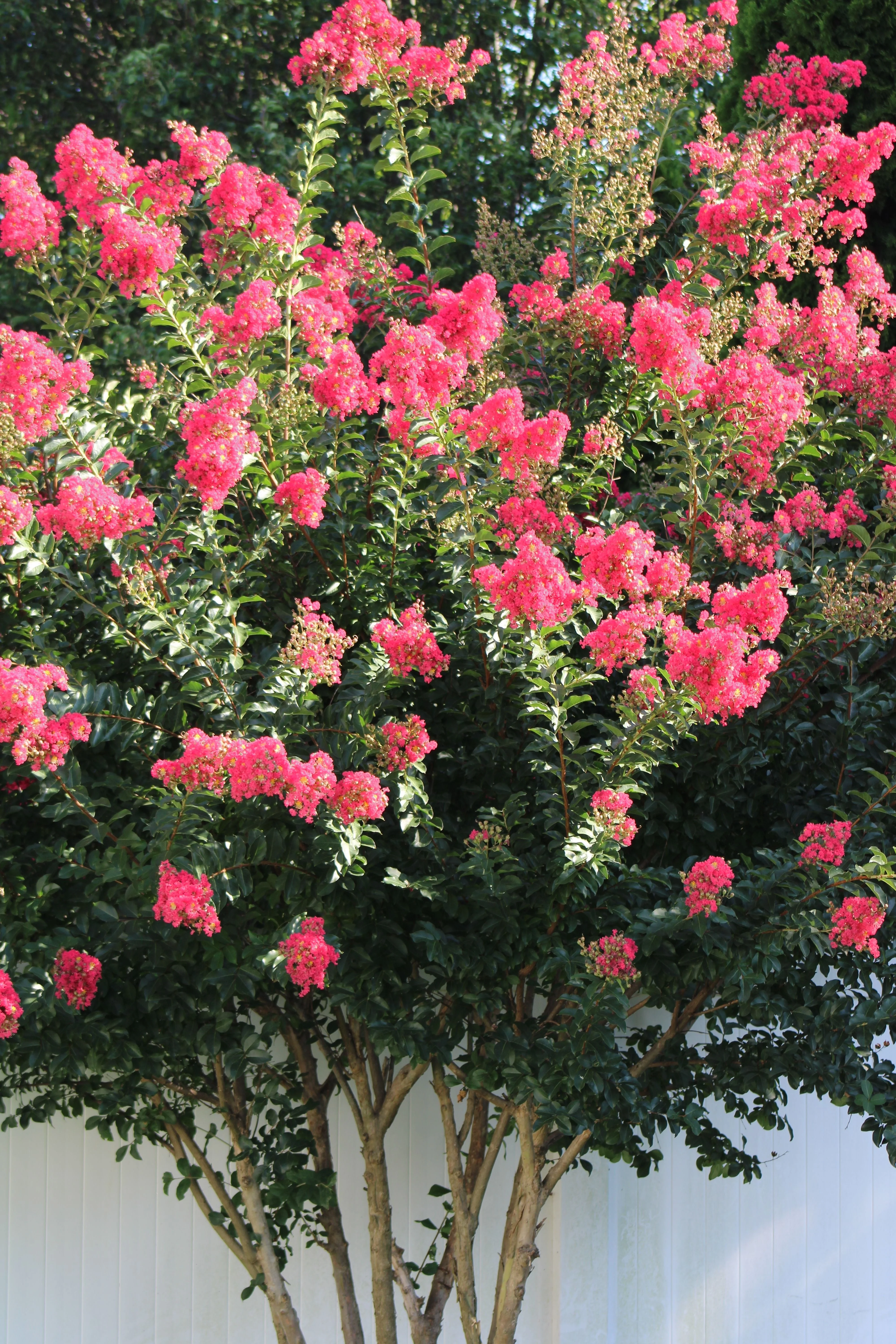 35 Dark PINK CREPE MYRTLE Lagerstroemia Indica Flowering Shrub Bush Small Tree Seeds - Image 12