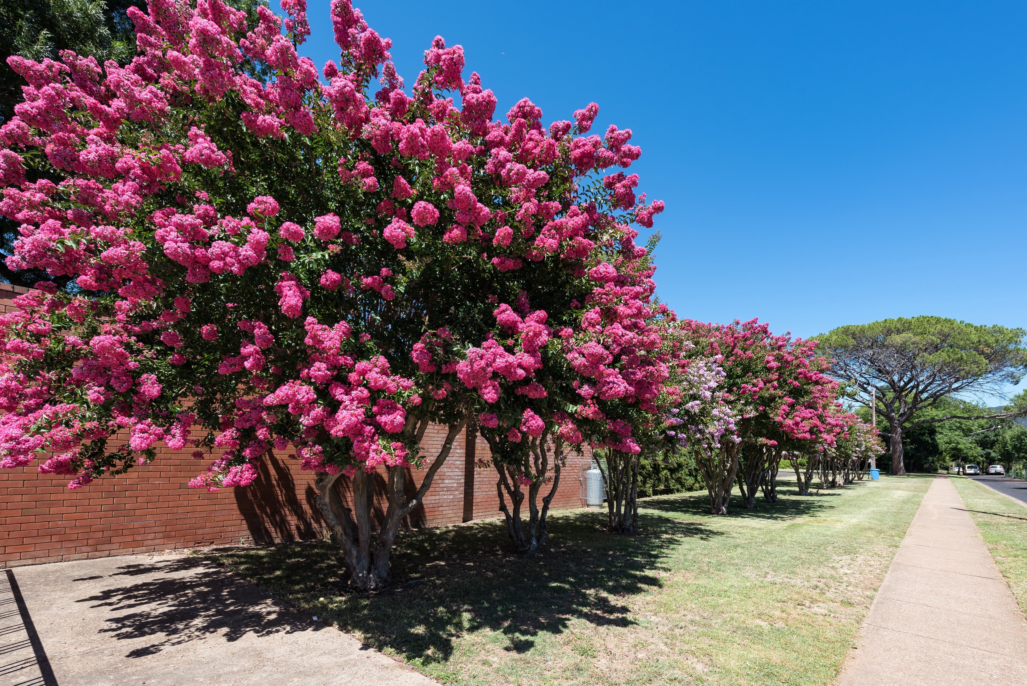 35 Dark PINK CREPE MYRTLE Lagerstroemia Indica Flowering Shrub Bush Small Tree Seeds - Image 3