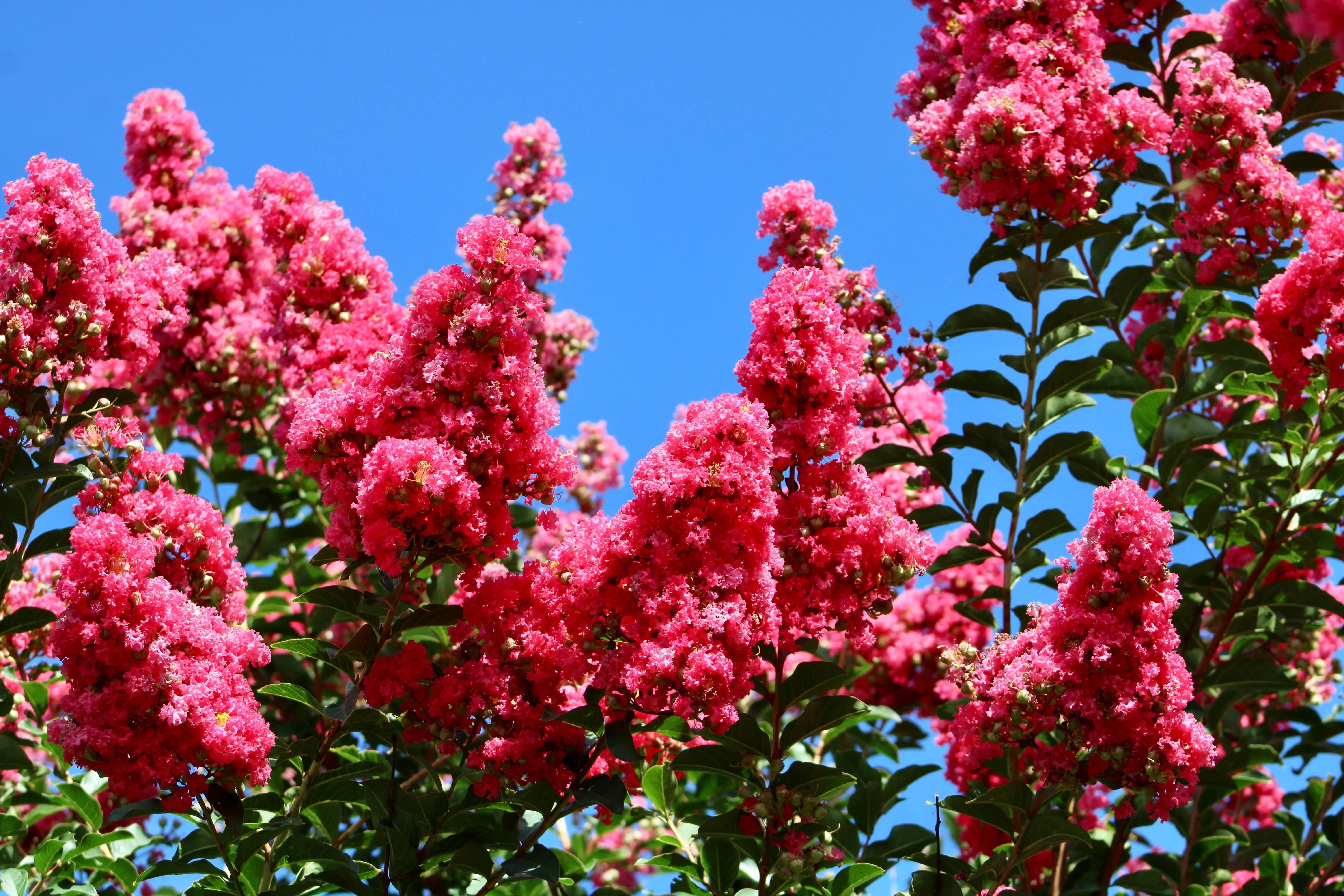 35 Dark PINK CREPE MYRTLE Lagerstroemia Indica Flowering Shrub Bush Small Tree Seeds - Image 4