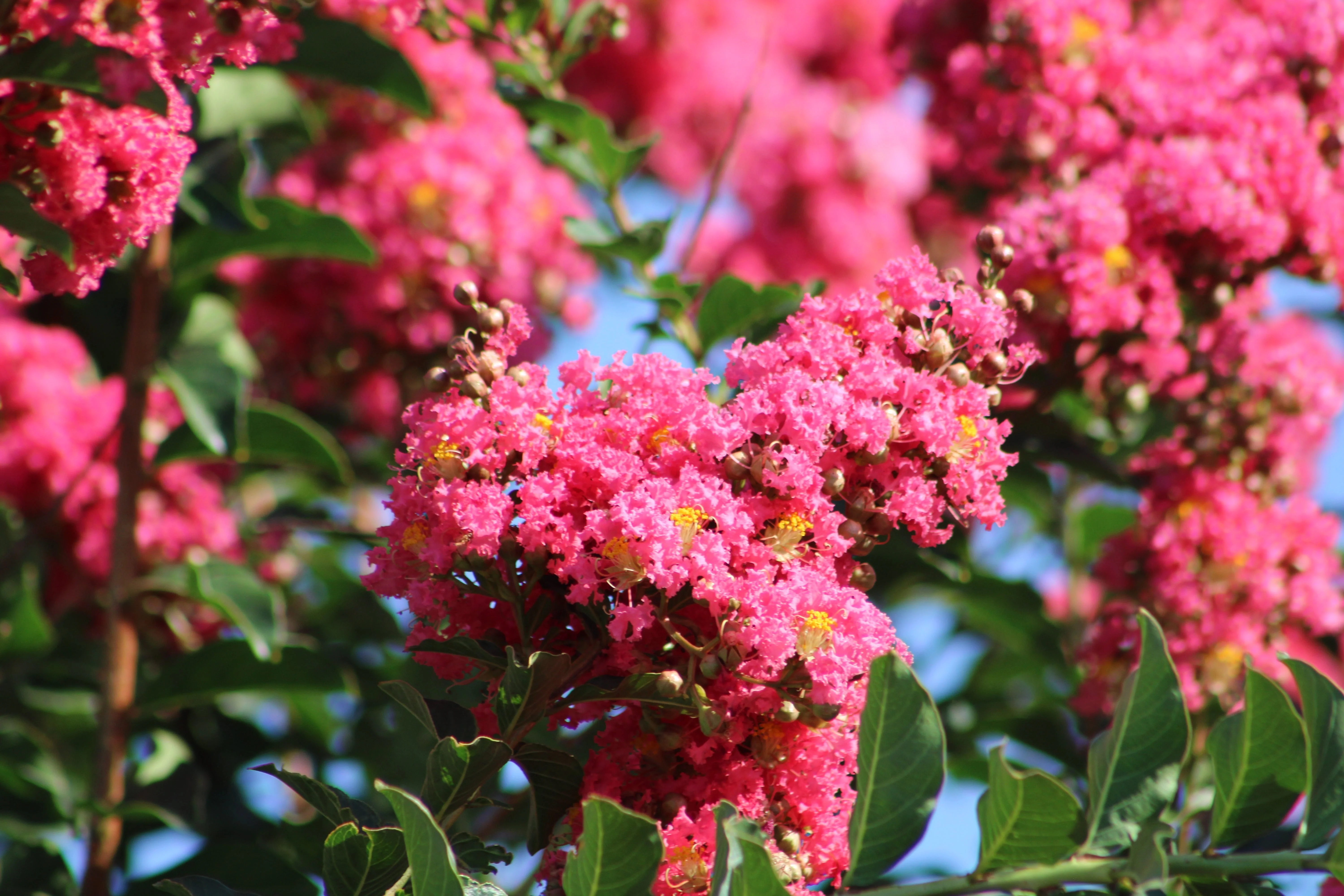 35 Dark PINK CREPE MYRTLE Lagerstroemia Indica Flowering Shrub Bush Small Tree Seeds - Image 5