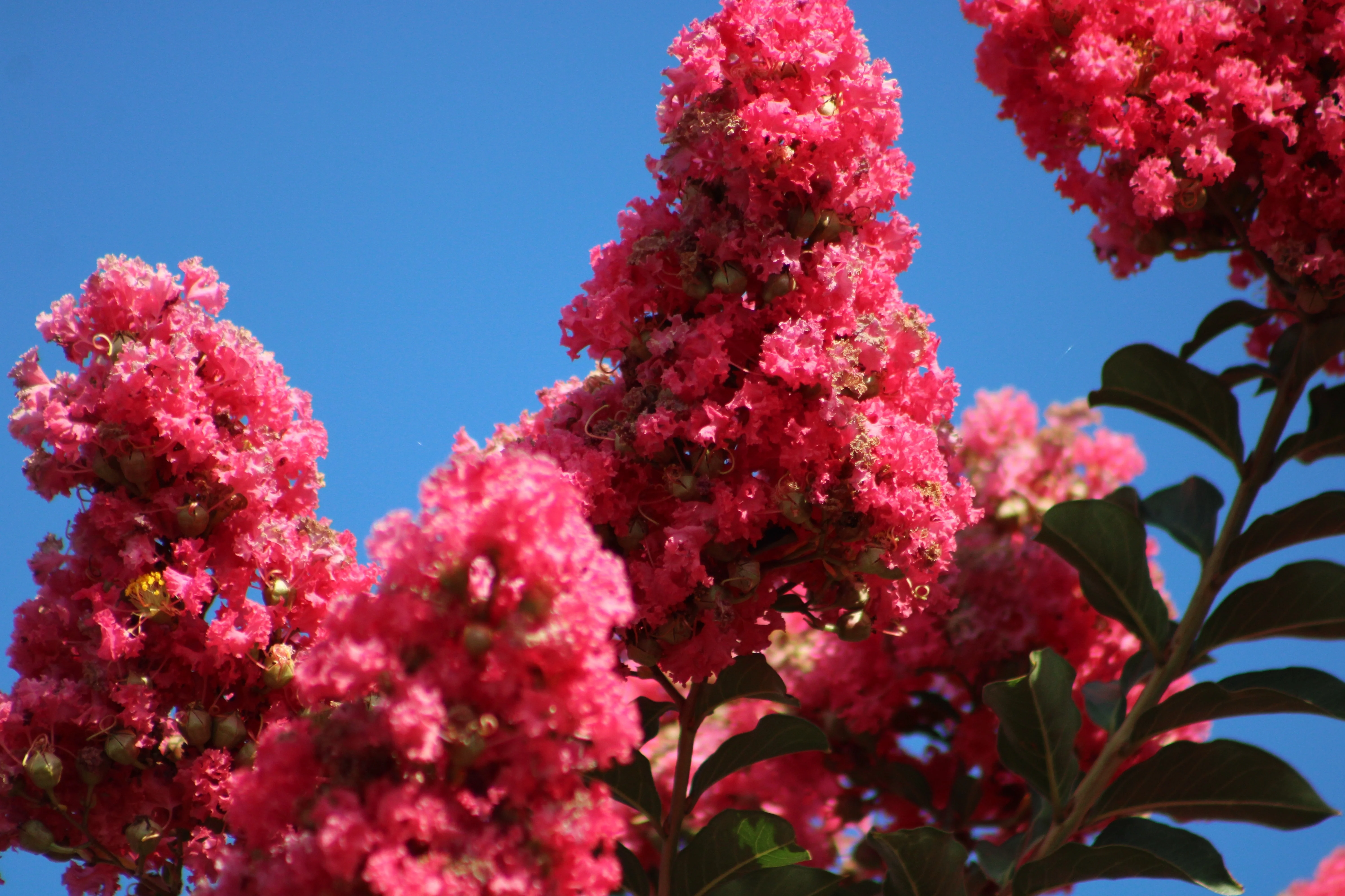 35 Dark PINK CREPE MYRTLE Lagerstroemia Indica Flowering Shrub Bush Small Tree Seeds - Image 6