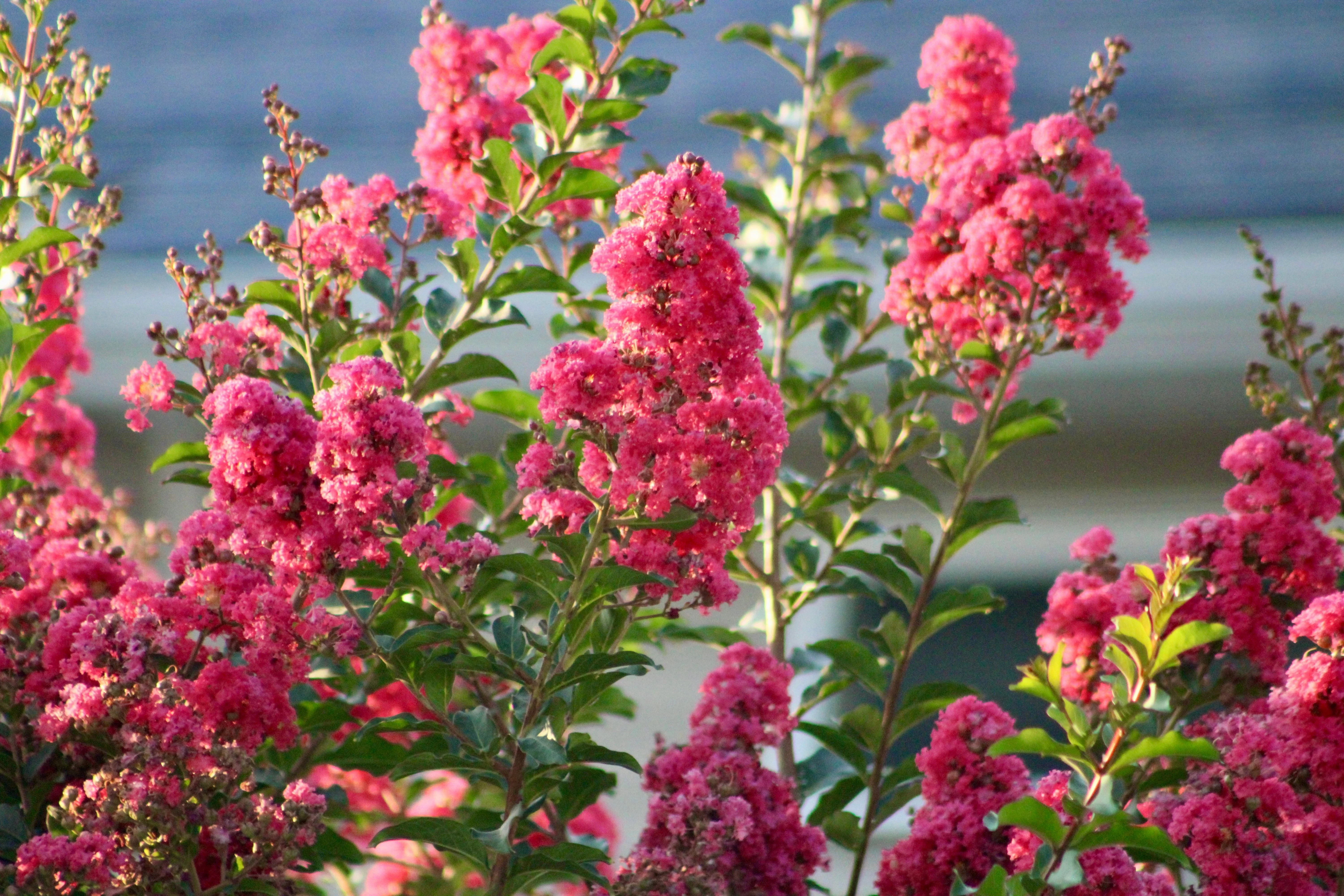 35 Dark PINK CREPE MYRTLE Lagerstroemia Indica Flowering Shrub Bush Small Tree Seeds - Image 7