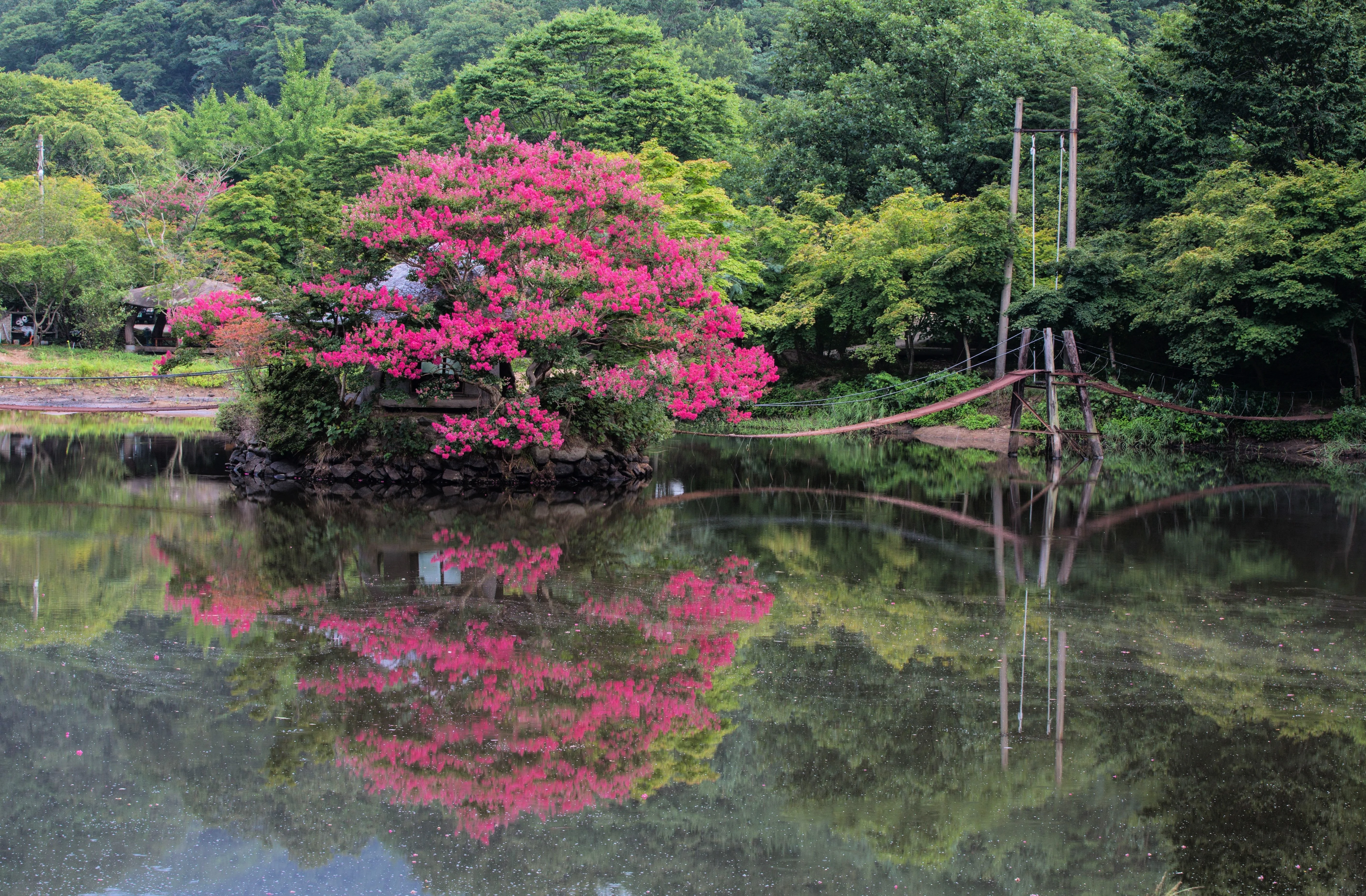 35 Dark PINK CREPE MYRTLE Lagerstroemia Indica Flowering Shrub Bush Small Tree Seeds - Image 8