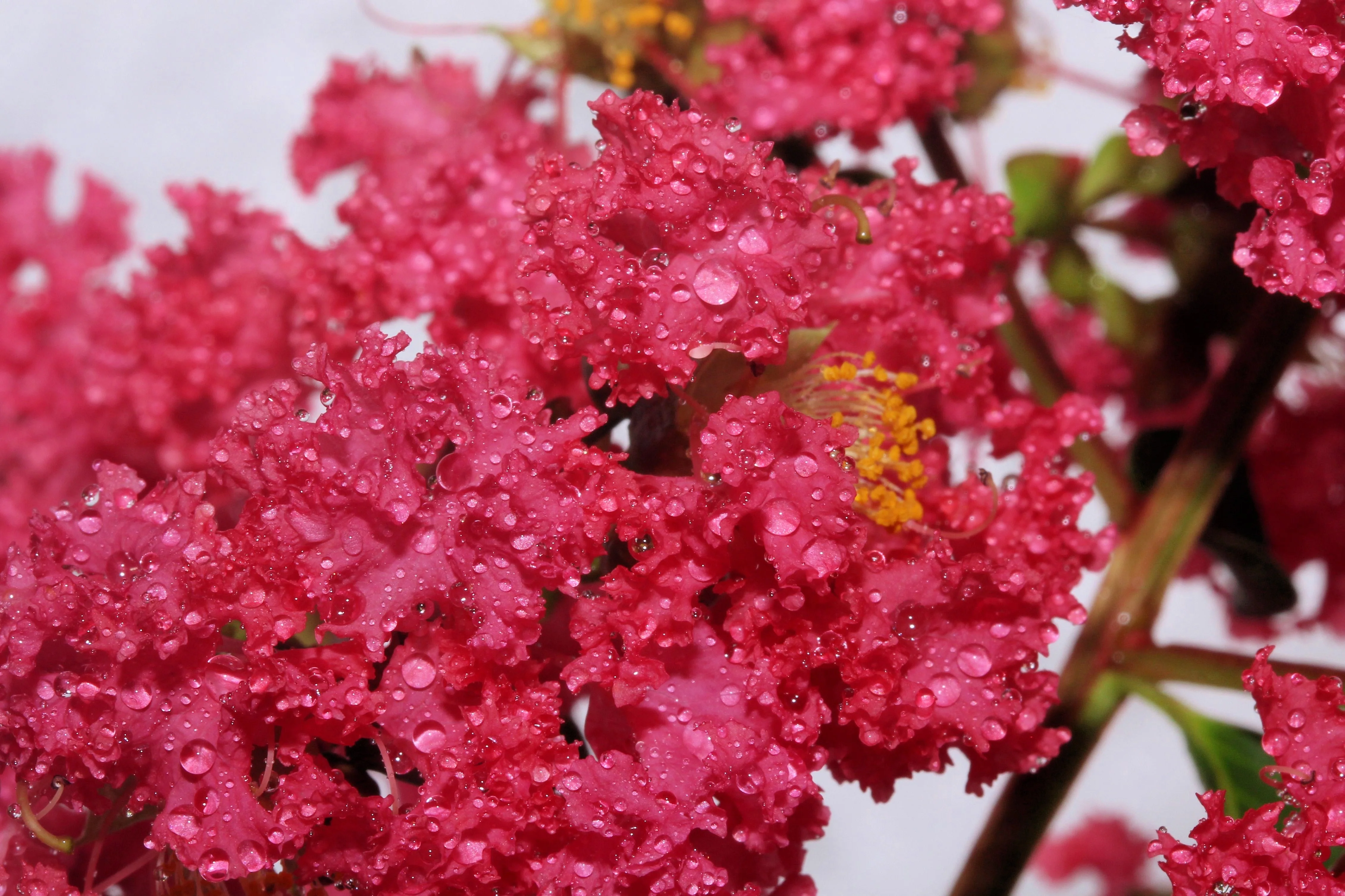 35 Dark PINK CREPE MYRTLE Lagerstroemia Indica Flowering Shrub Bush Small Tree Seeds - Image 9