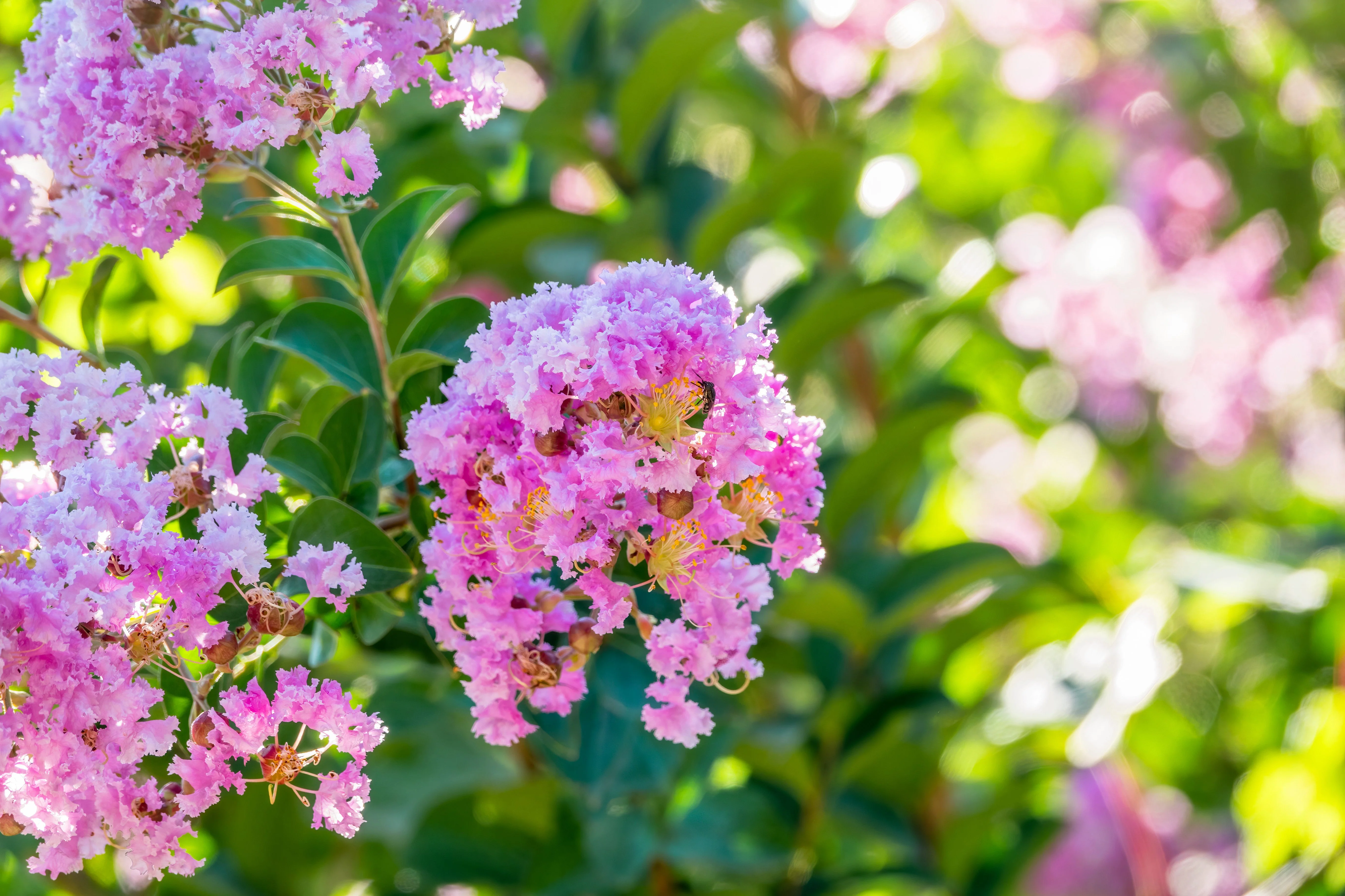 35 Light PINK CREPE MYRTLE Crape Tree Shrub Lagerstroemia Indica Flower Seeds - Image 10