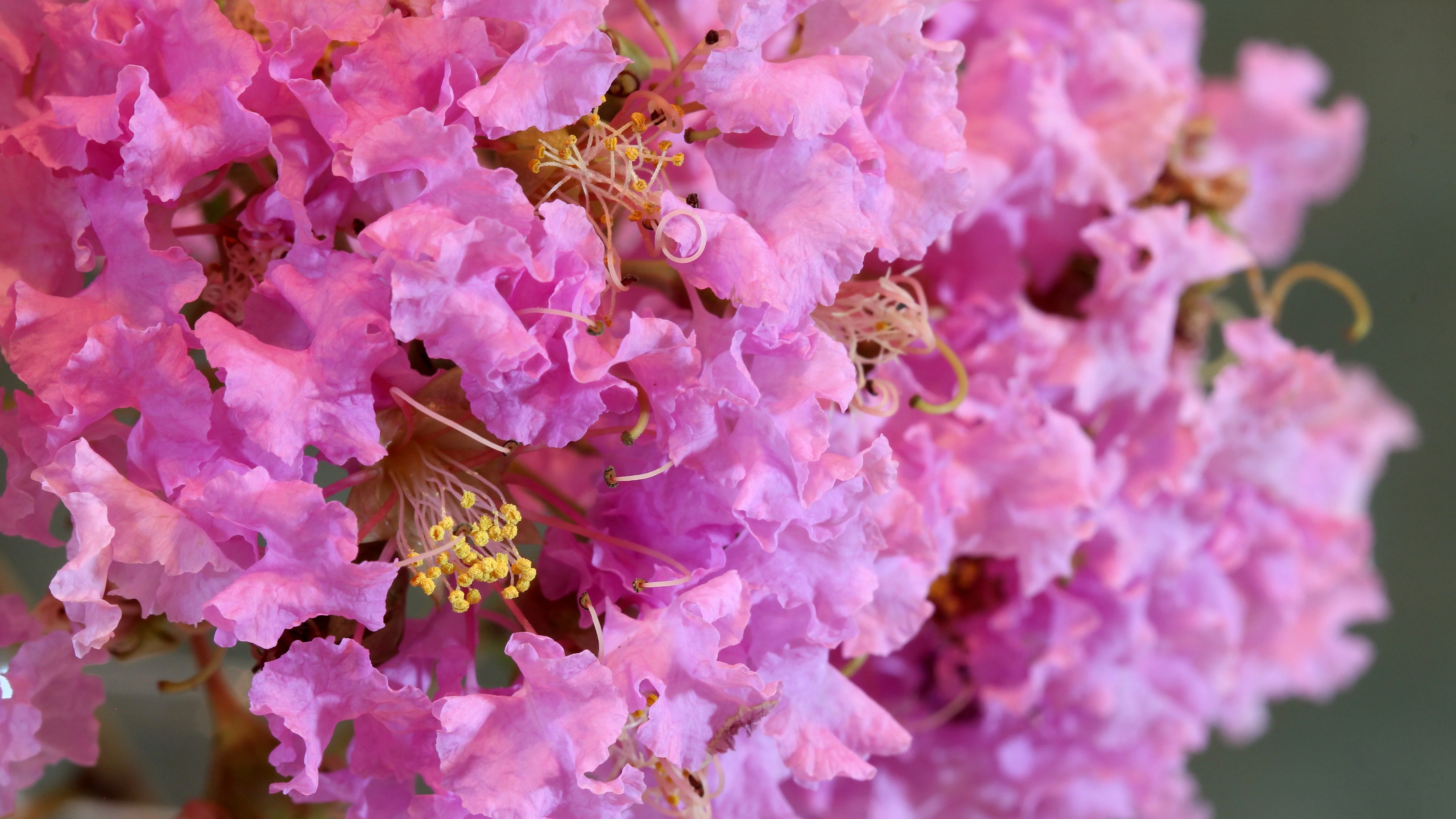35 Light PINK CREPE MYRTLE Crape Tree Shrub Lagerstroemia Indica Flower Seeds - Image 11