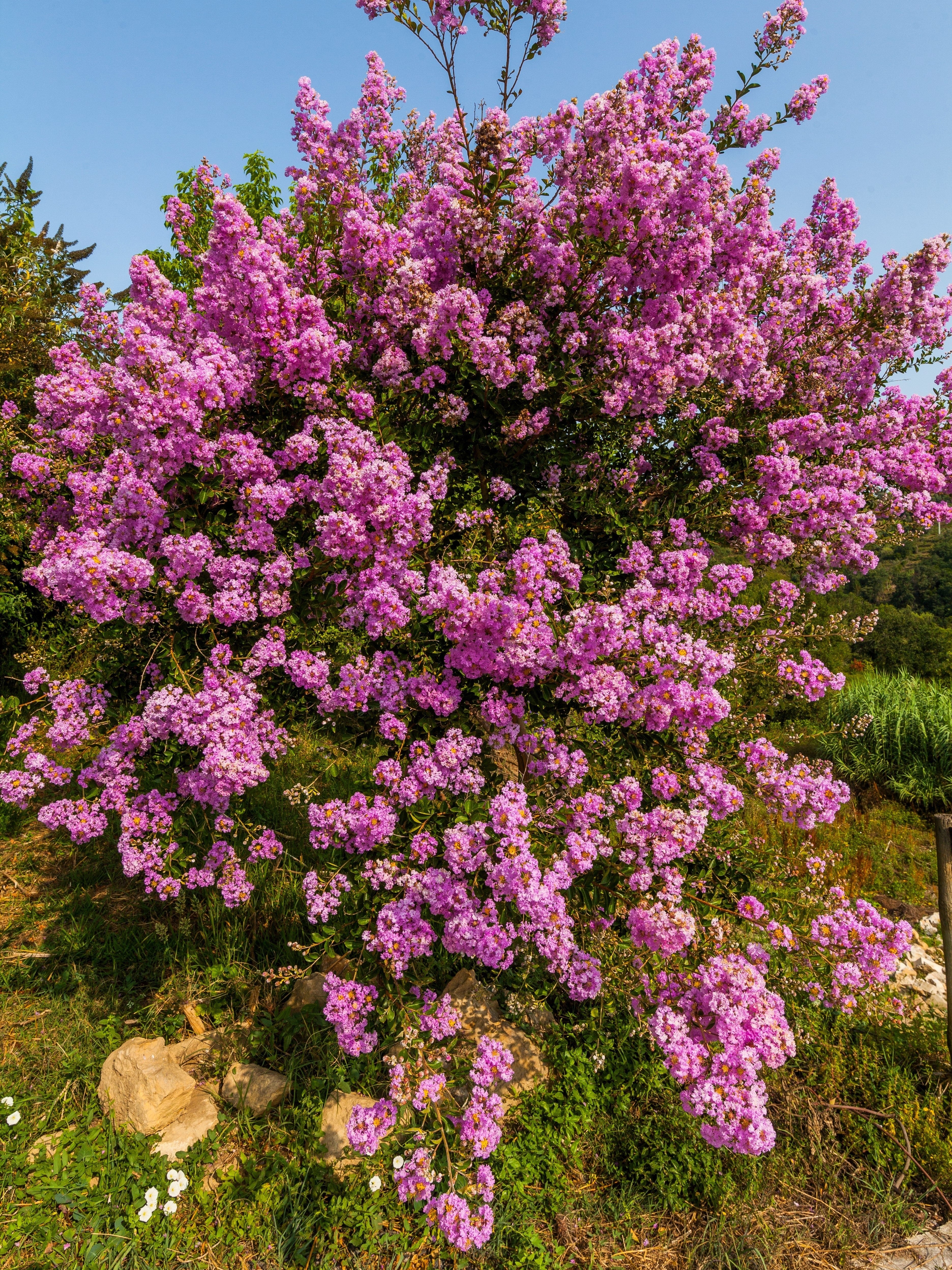 35 Light PINK CREPE MYRTLE Crape Tree Shrub Lagerstroemia Indica Flower Seeds - Image 2