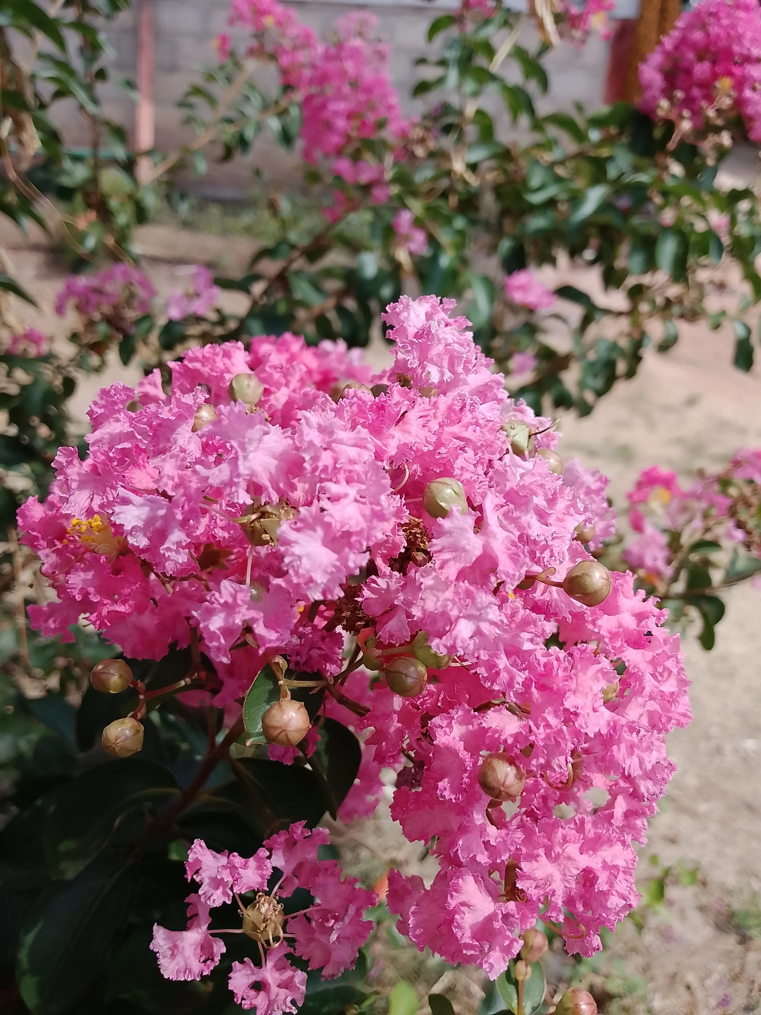 35 Light PINK CREPE MYRTLE Crape Tree Shrub Lagerstroemia Indica Flower Seeds - Image 3