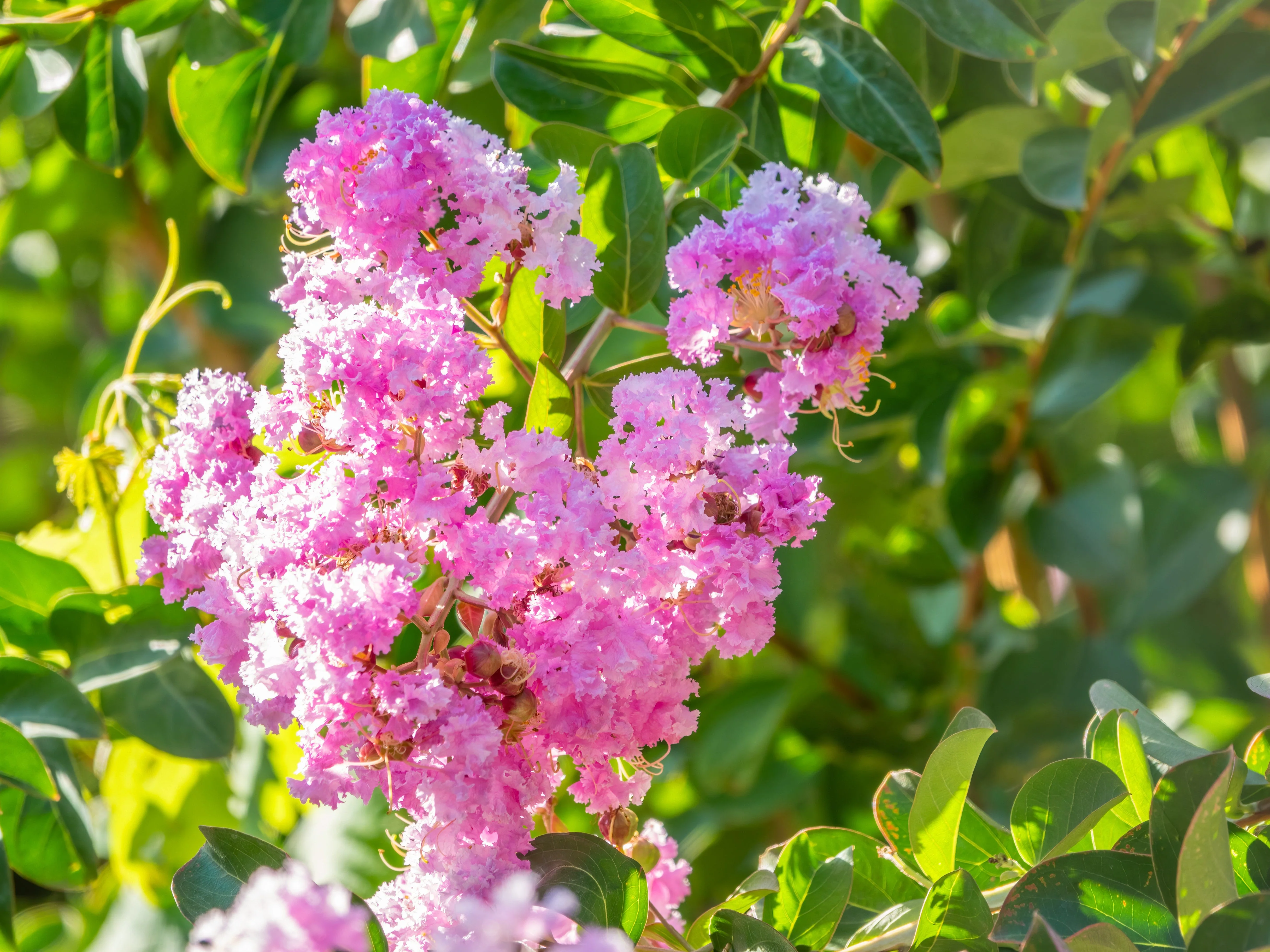 35 Light PINK CREPE MYRTLE Crape Tree Shrub Lagerstroemia Indica Flower Seeds - Image 4