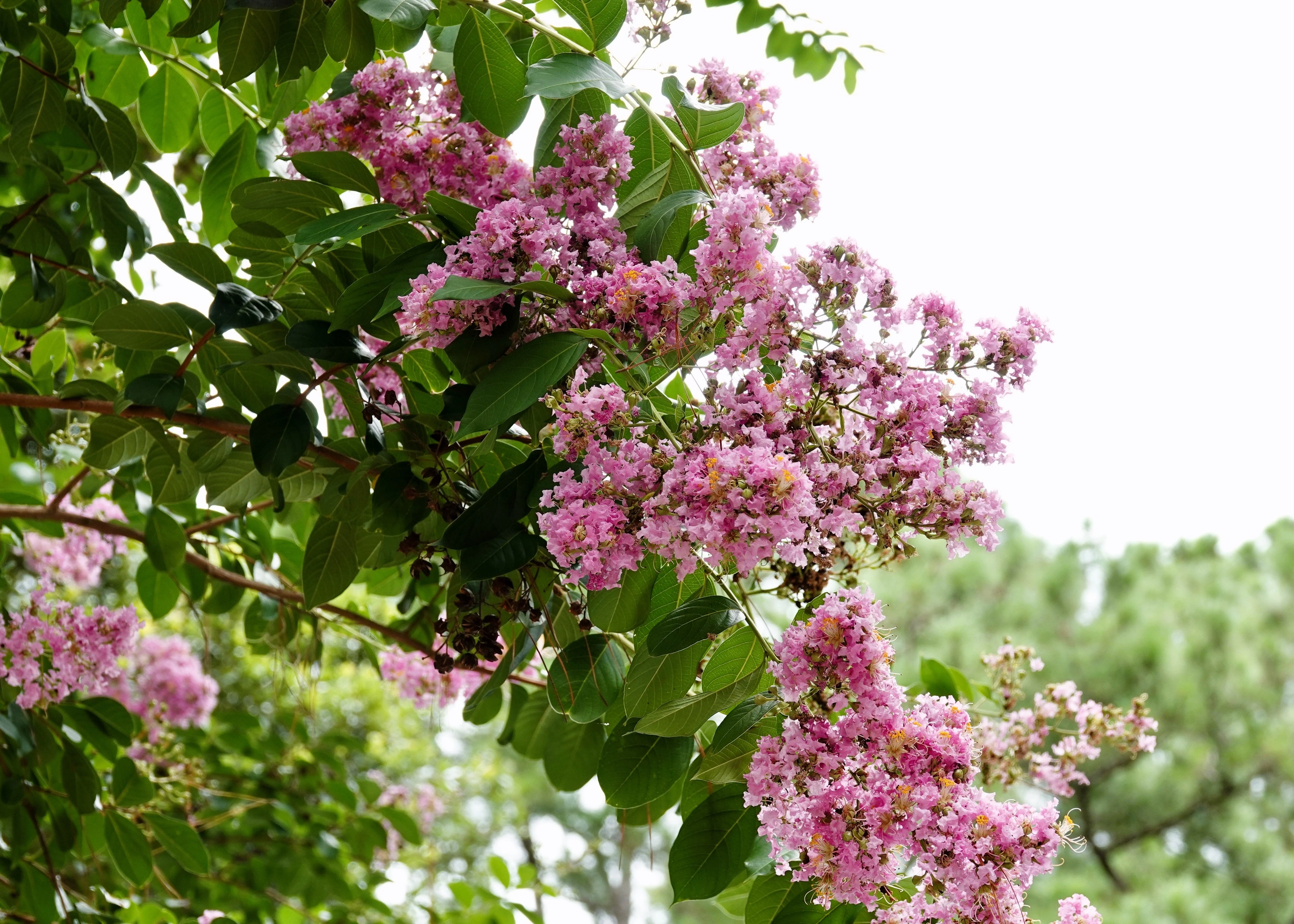 35 Light PINK CREPE MYRTLE Crape Tree Shrub Lagerstroemia Indica Flower Seeds - Image 5