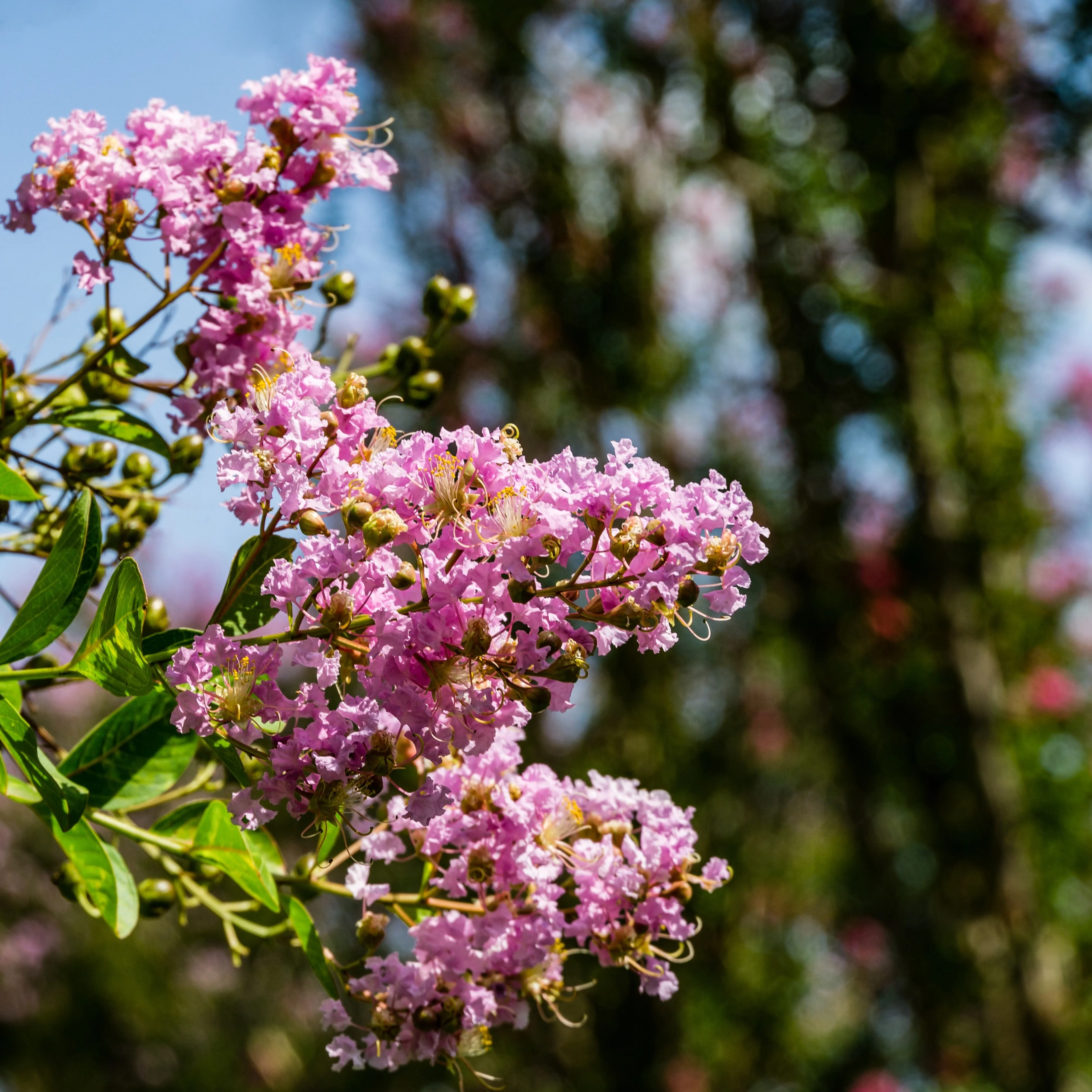 35 Light PINK CREPE MYRTLE Crape Tree Shrub Lagerstroemia Indica Flower Seeds - Image 6