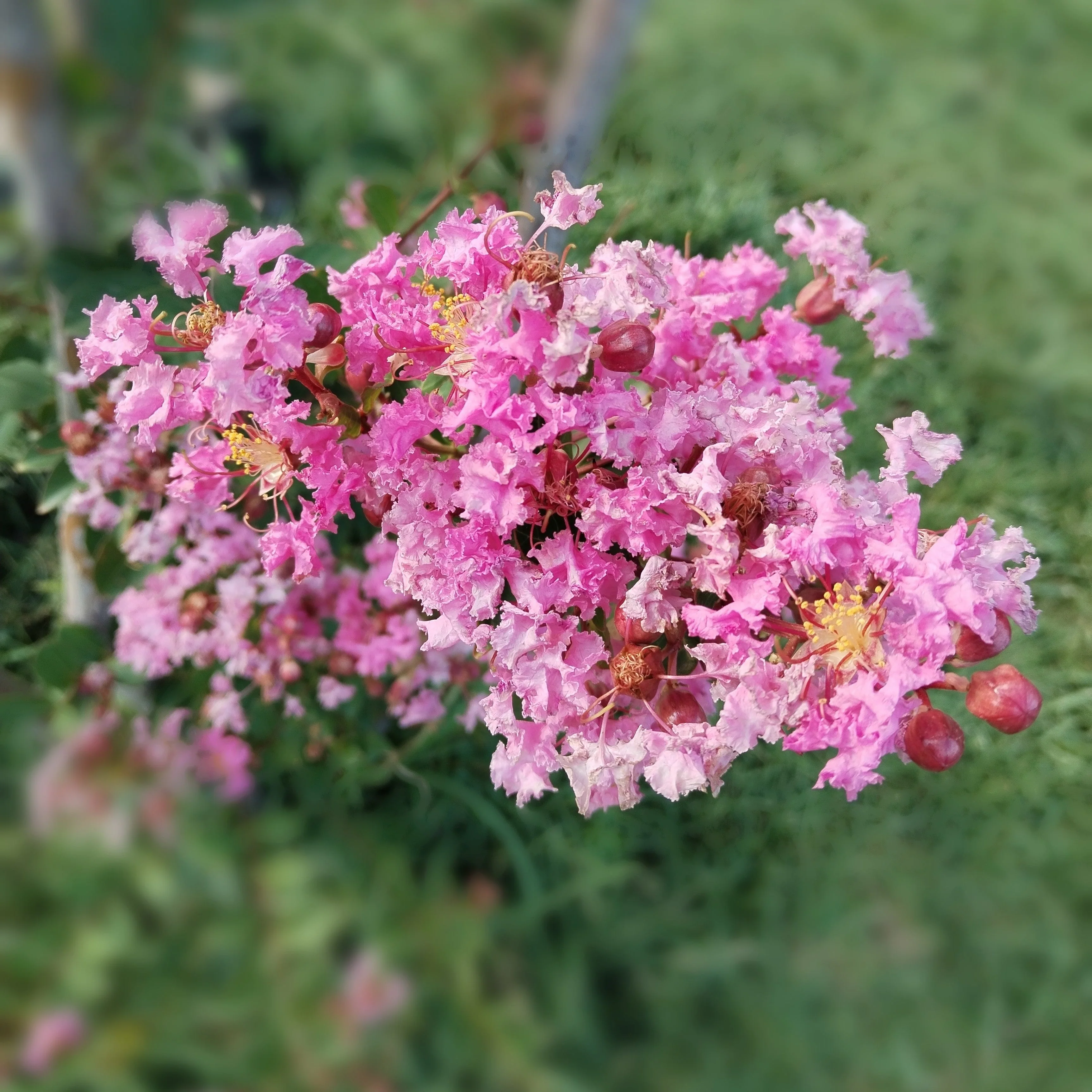35 Light PINK CREPE MYRTLE Crape Tree Shrub Lagerstroemia Indica Flower Seeds - Image 7