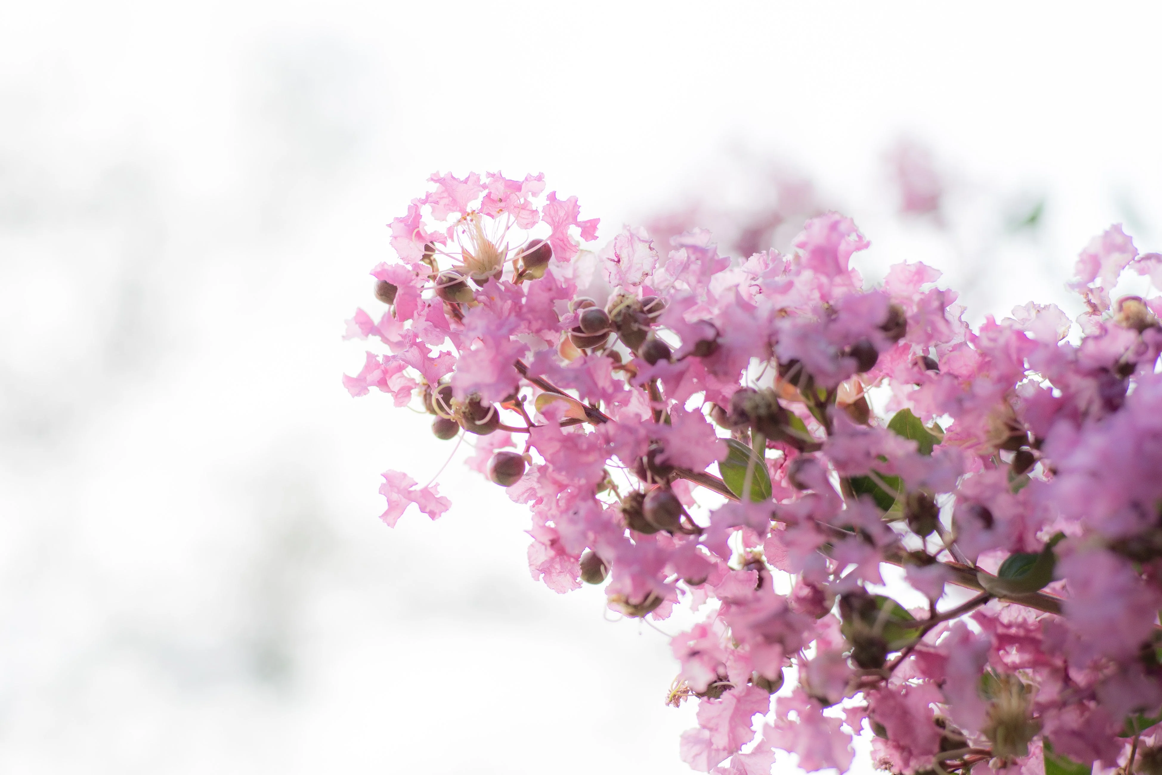 35 Light PINK CREPE MYRTLE Crape Tree Shrub Lagerstroemia Indica Flower Seeds - Image 8