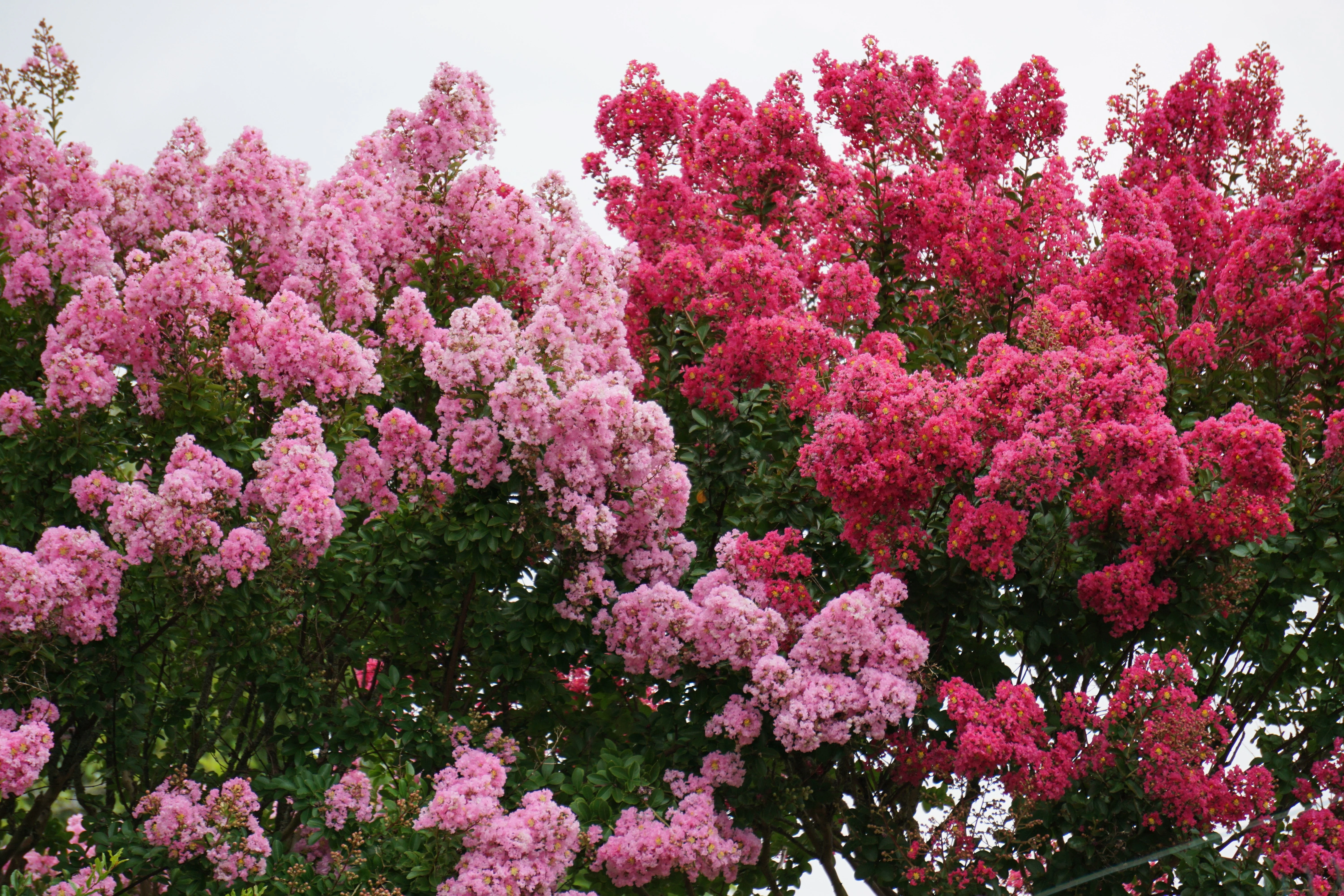 35 Light PINK CREPE MYRTLE Crape Tree Shrub Lagerstroemia Indica Flower Seeds - Image 9