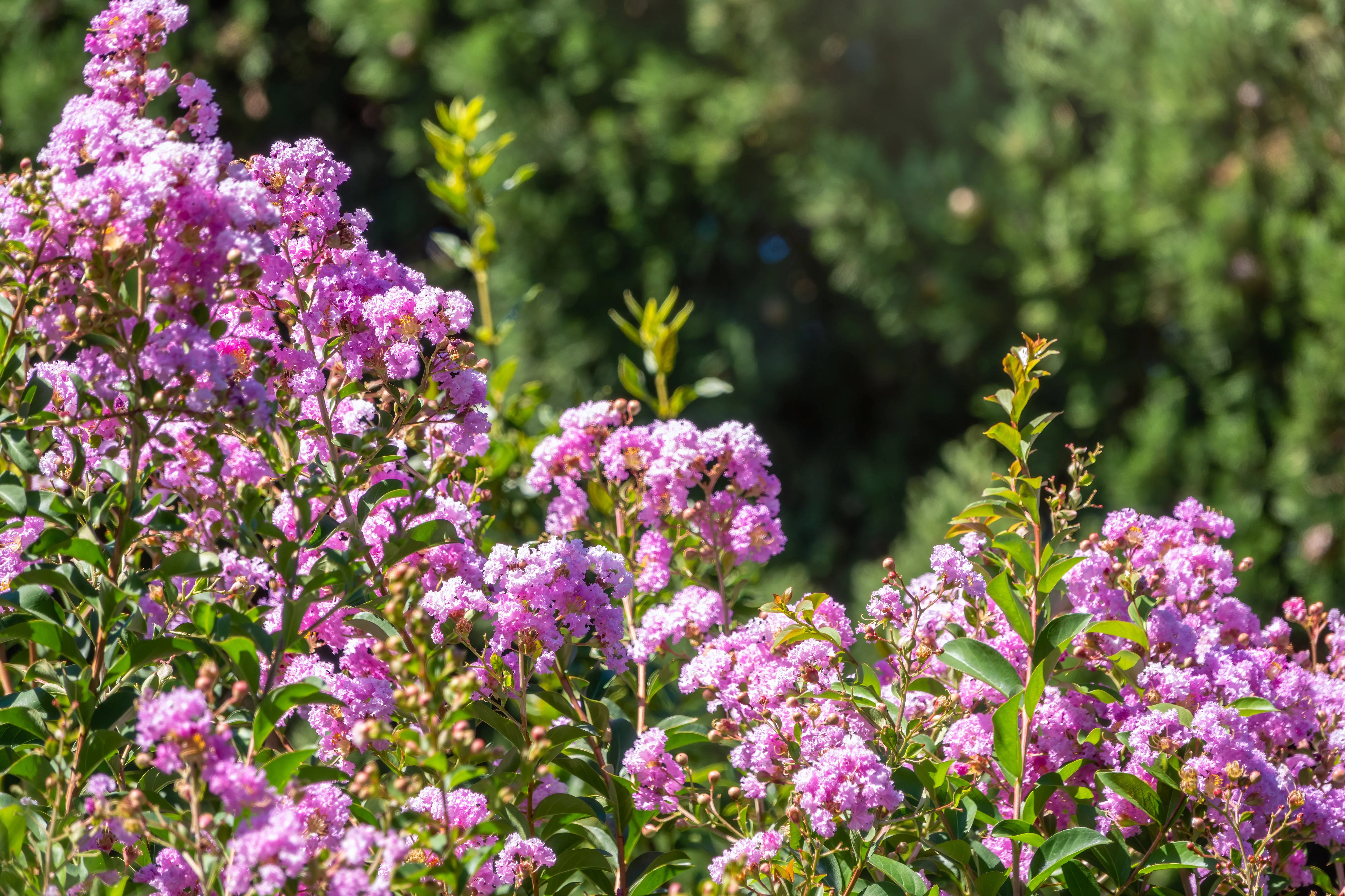 35 LILAC Light Purple CREPE MYRTLE Lagerstroemia Indica Flowering Shrub Bush Small Tree Seeds - Image 10