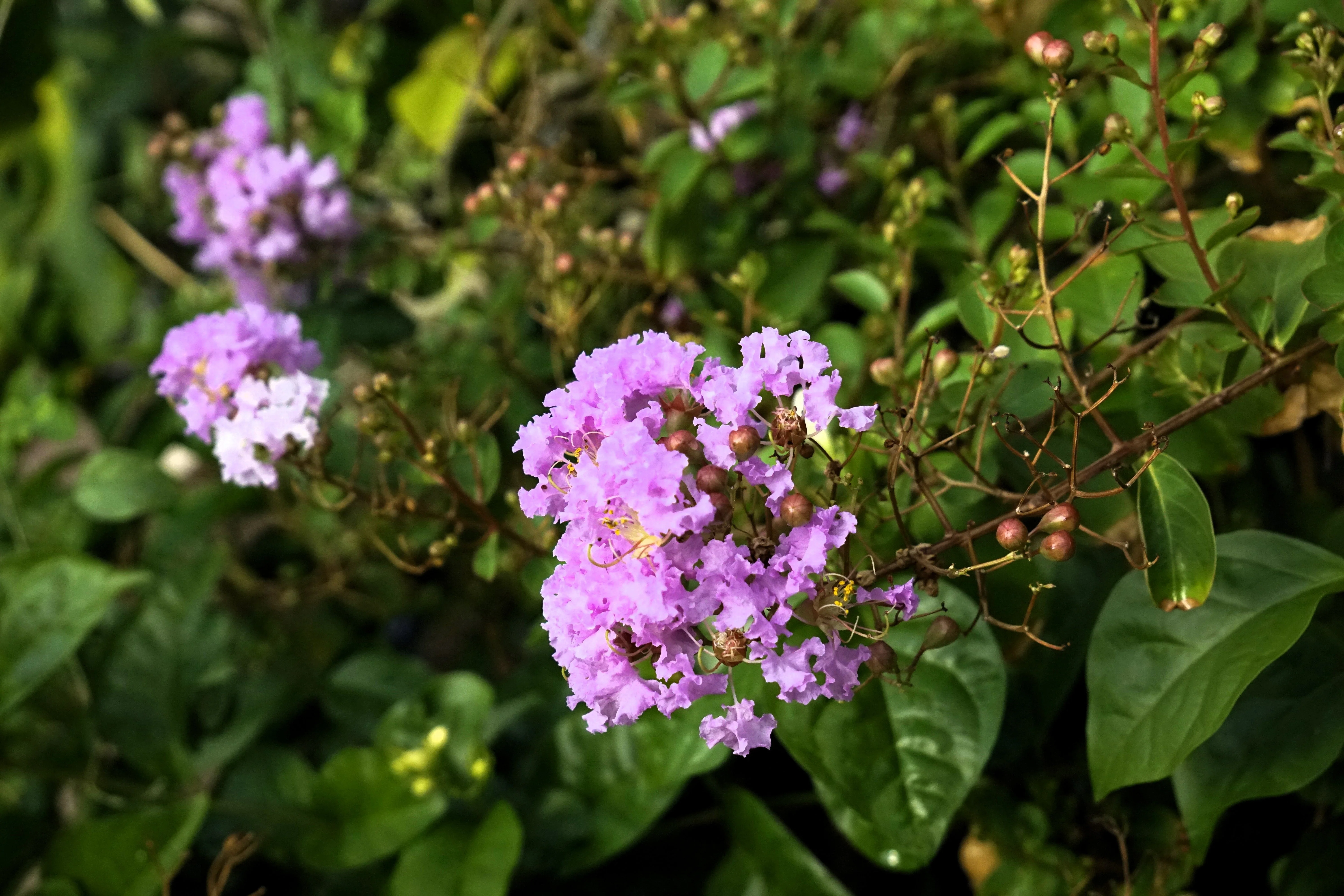 35 LILAC Light Purple CREPE MYRTLE Lagerstroemia Indica Flowering Shrub Bush Small Tree Seeds - Image 11