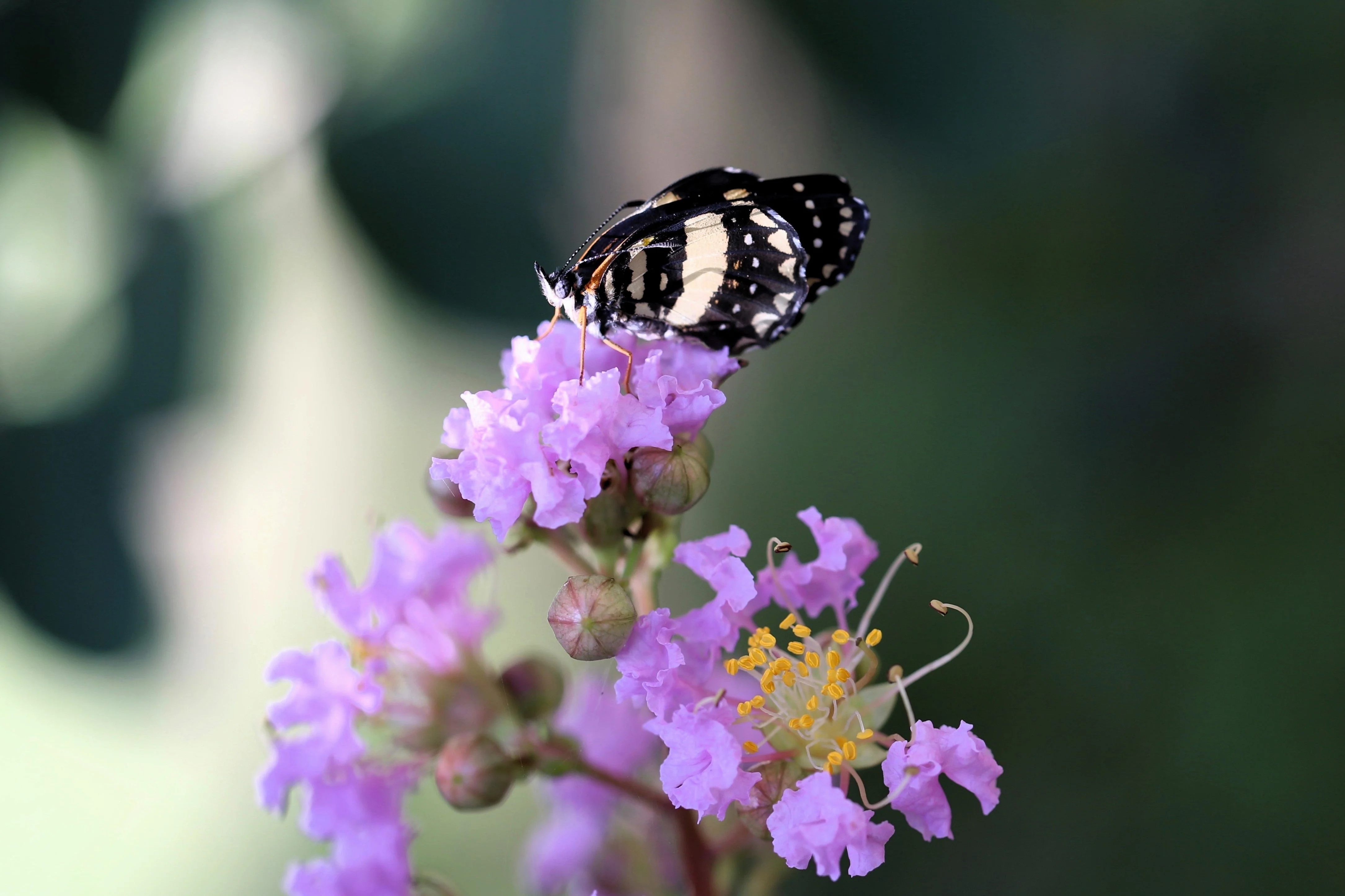 35 LILAC Light Purple CREPE MYRTLE Lagerstroemia Indica Flowering Shrub Bush Small Tree Seeds - Image 12