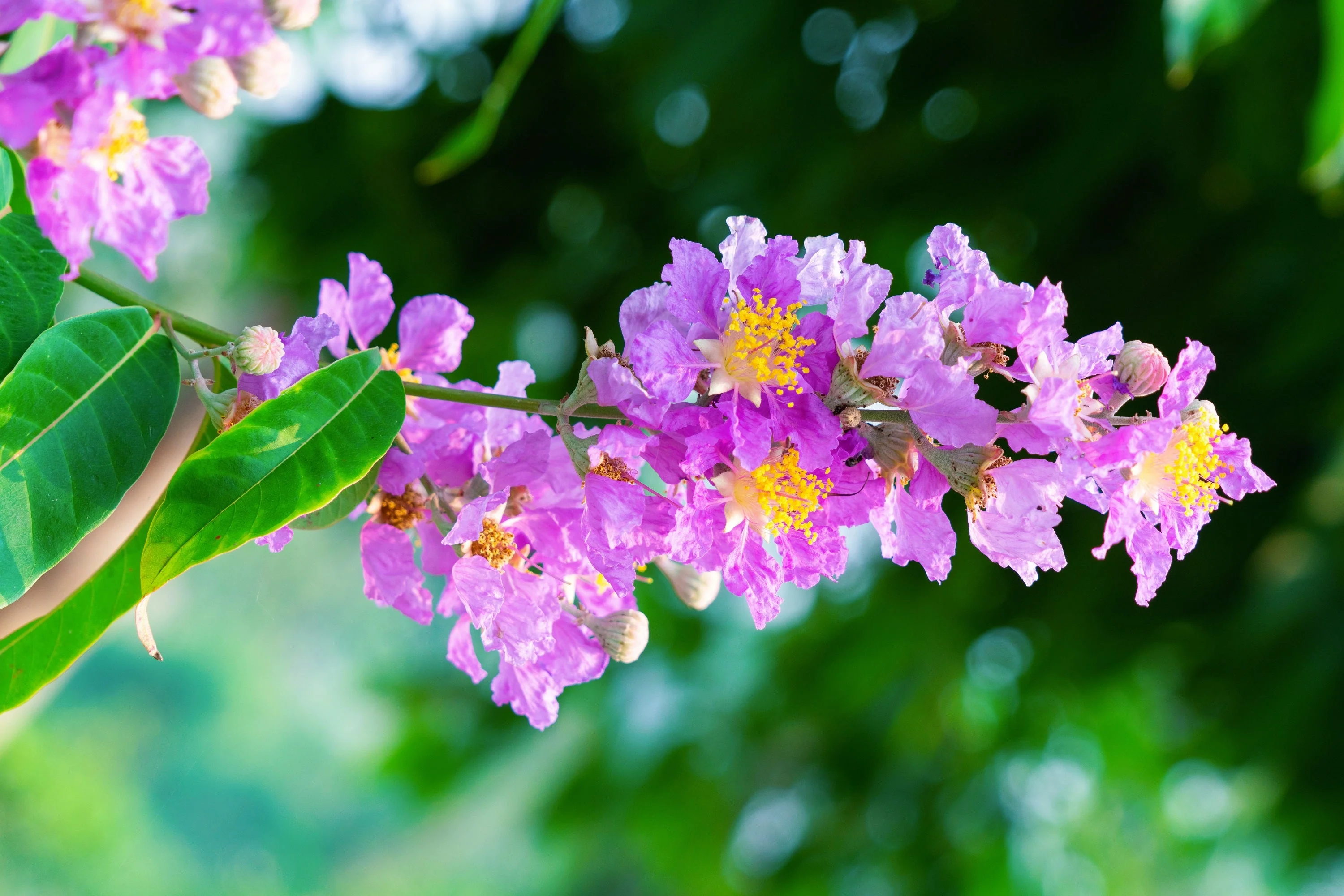 35 LILAC Light Purple CREPE MYRTLE Lagerstroemia Indica Flowering Shrub Bush Small Tree Seeds - Image 13