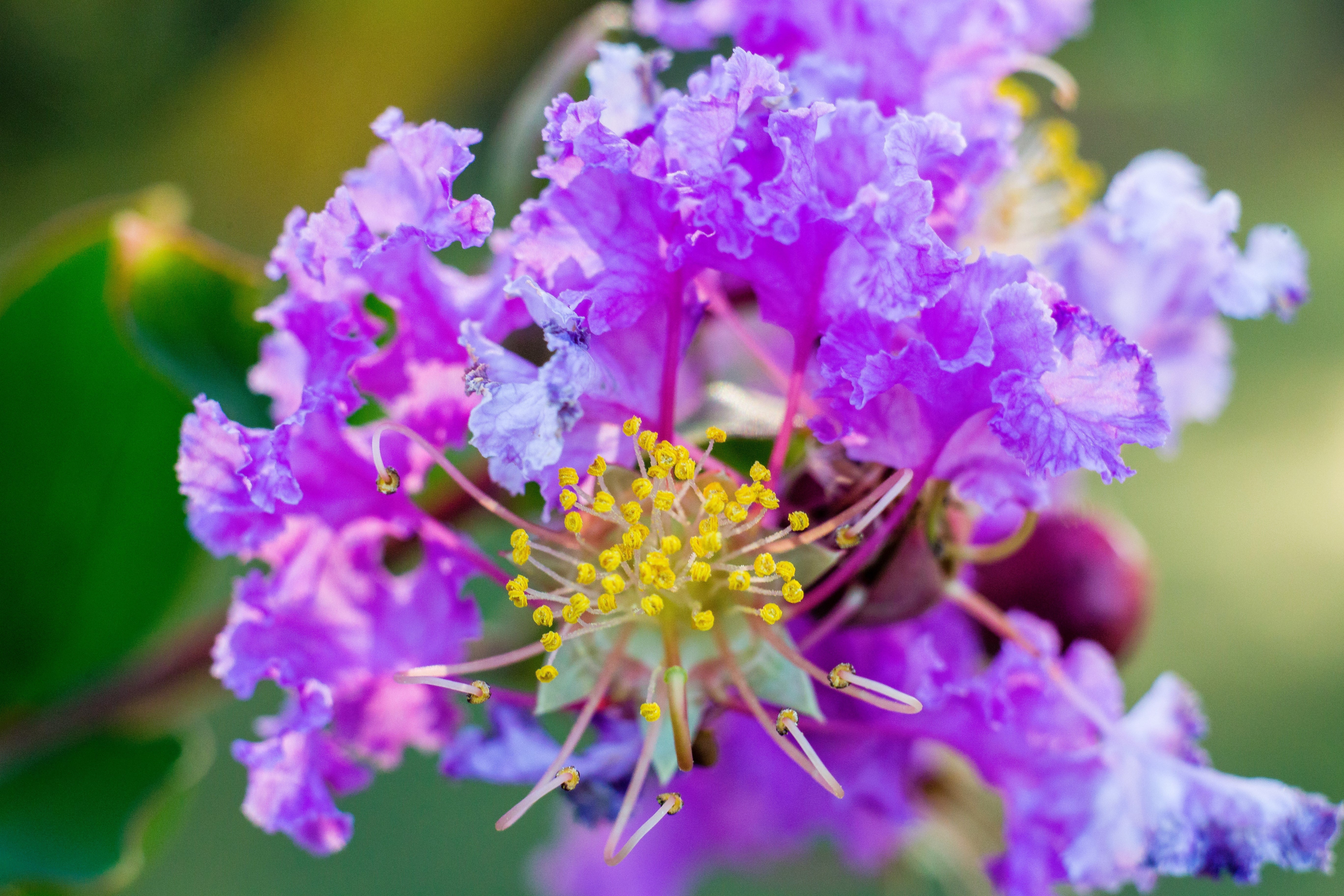 35 LILAC Light Purple CREPE MYRTLE Lagerstroemia Indica Flowering Shrub Bush Small Tree Seeds - Image 2