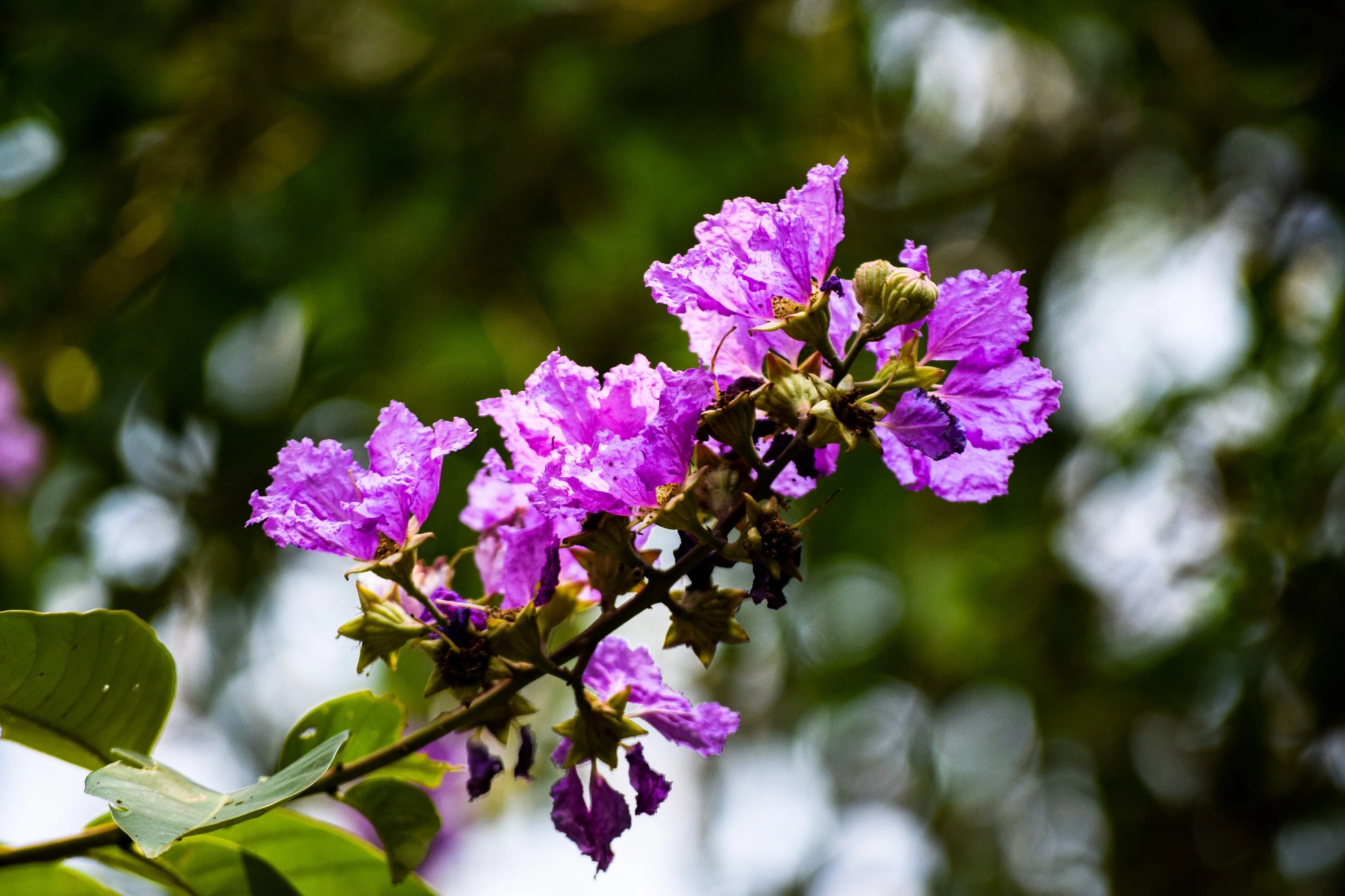 35 LILAC Light Purple CREPE MYRTLE Lagerstroemia Indica Flowering Shrub Bush Small Tree Seeds - Image 3