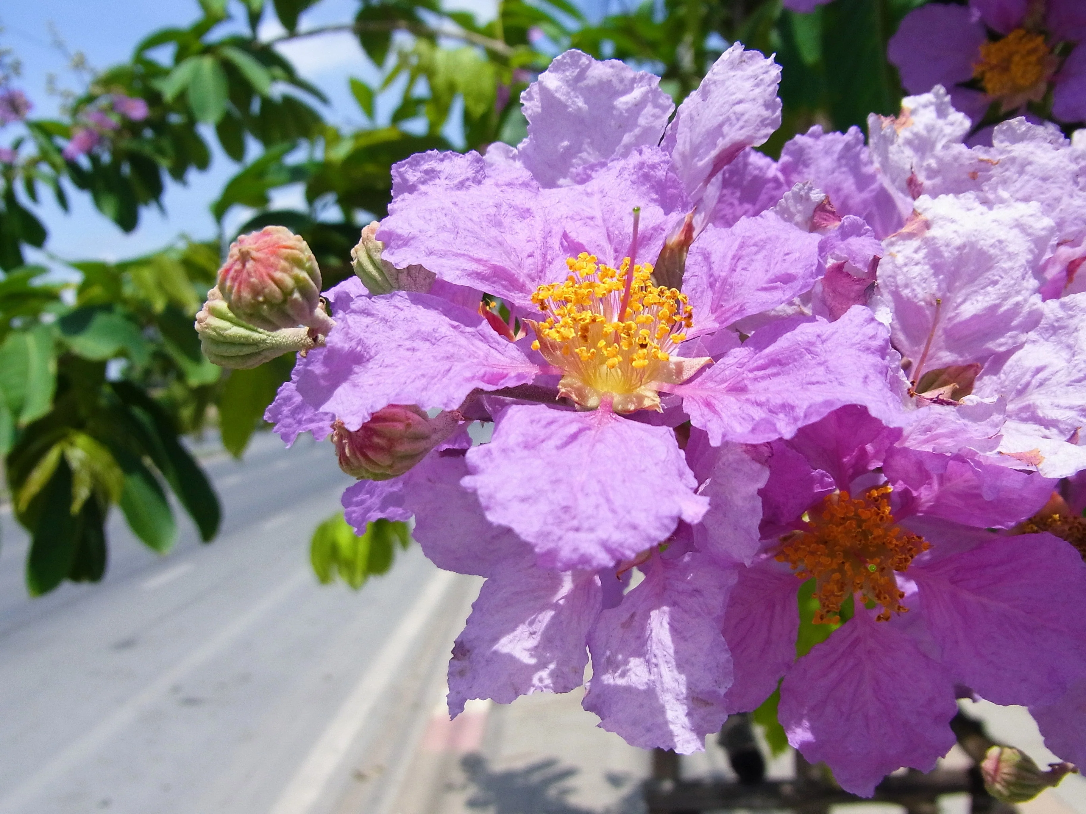 35 LILAC Light Purple CREPE MYRTLE Lagerstroemia Indica Flowering Shrub Bush Small Tree Seeds - Image 4