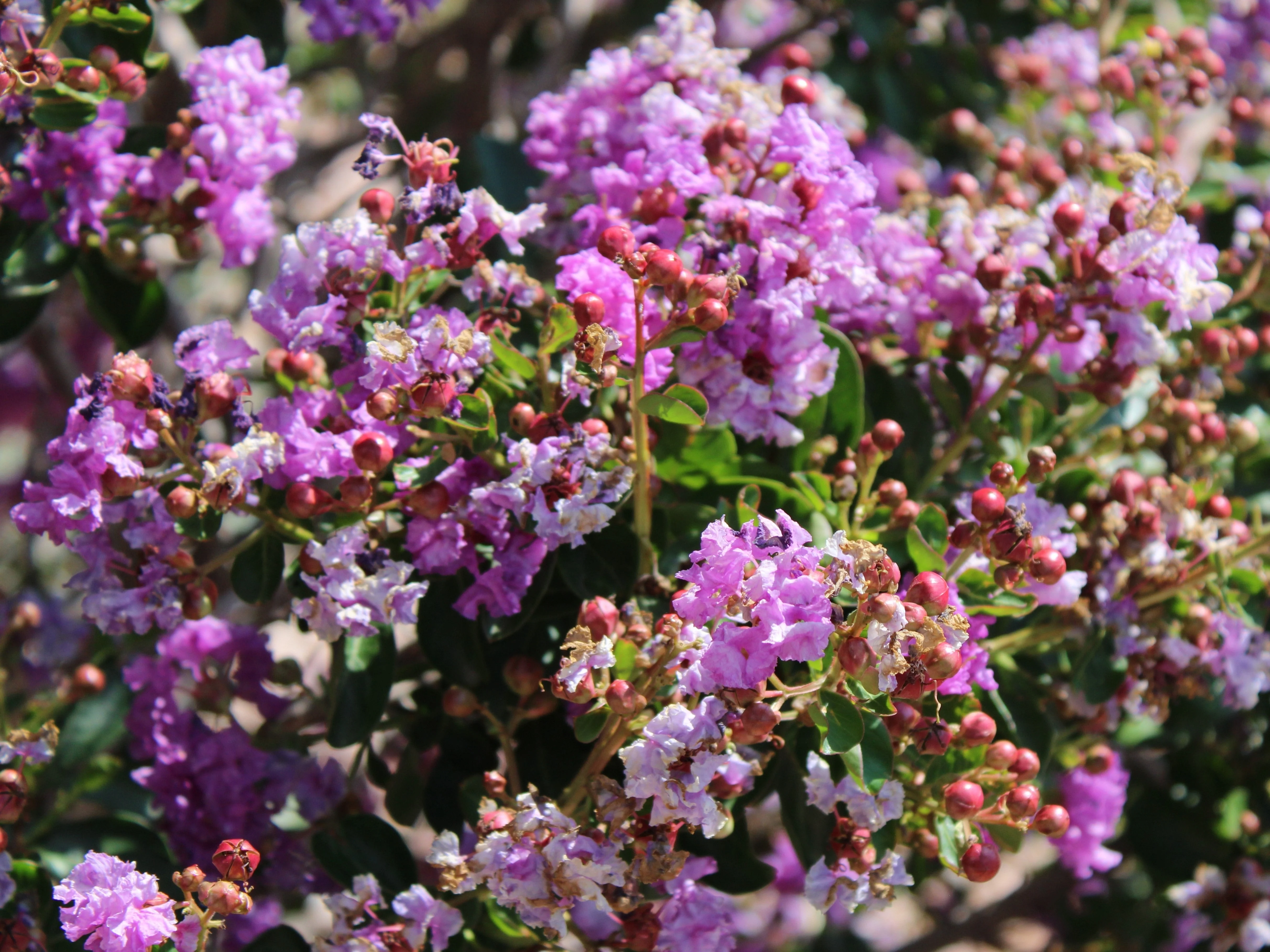 35 LILAC Light Purple CREPE MYRTLE Lagerstroemia Indica Flowering Shrub Bush Small Tree Seeds - Image 5