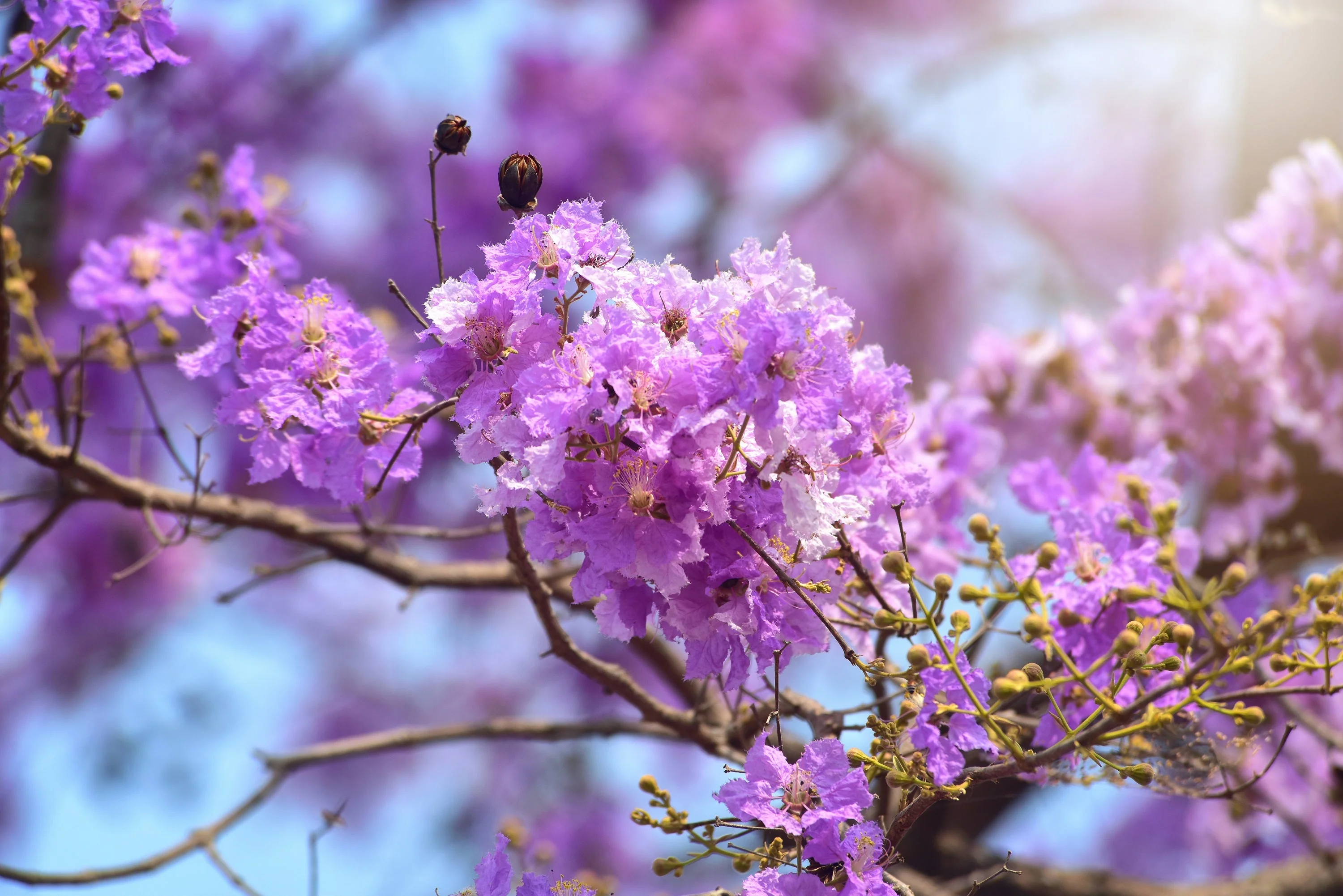 35 LILAC Light Purple CREPE MYRTLE Lagerstroemia Indica Flowering Shrub Bush Small Tree Seeds - Image 6