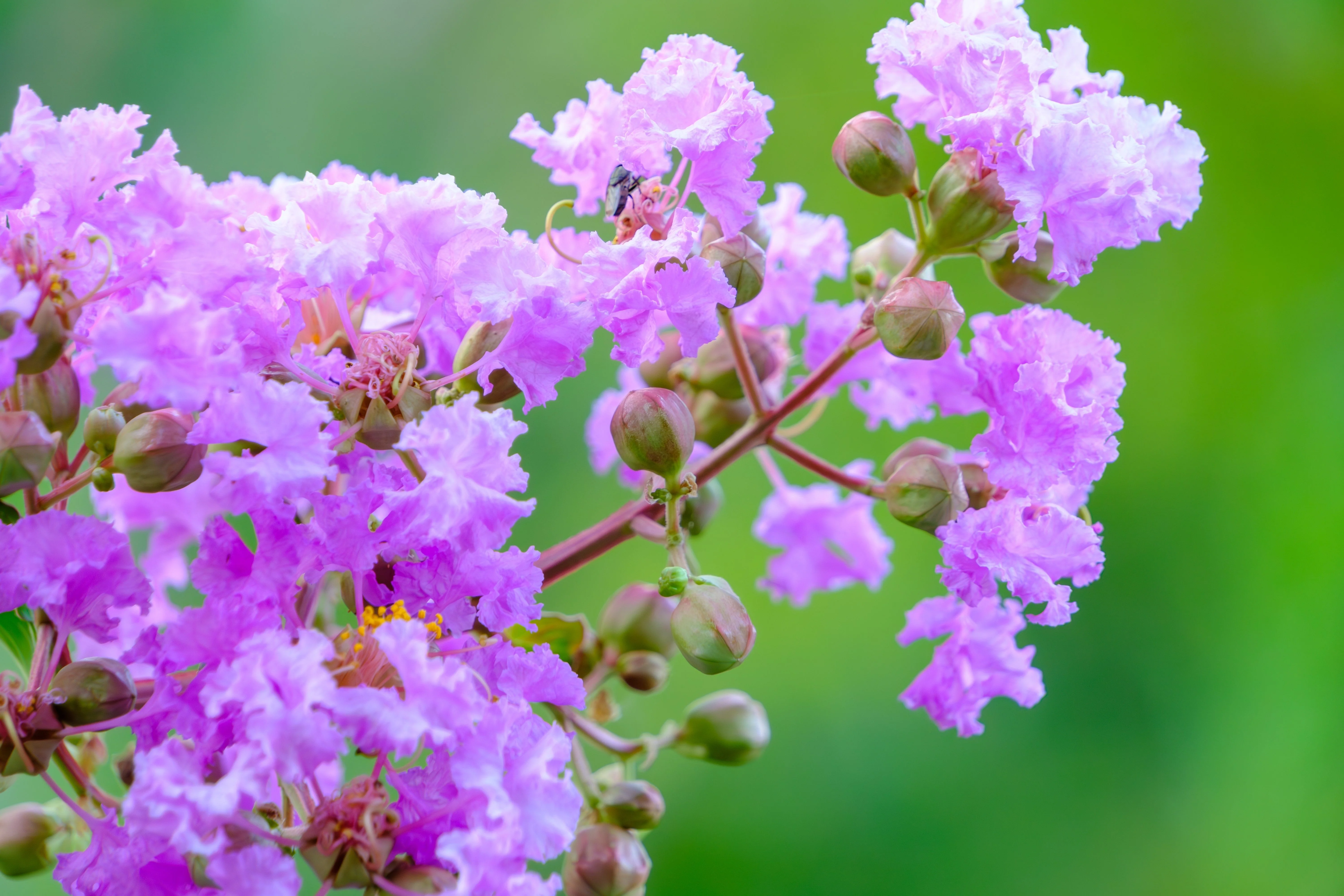 35 LILAC Light Purple CREPE MYRTLE Lagerstroemia Indica Flowering Shrub Bush Small Tree Seeds - Image 7