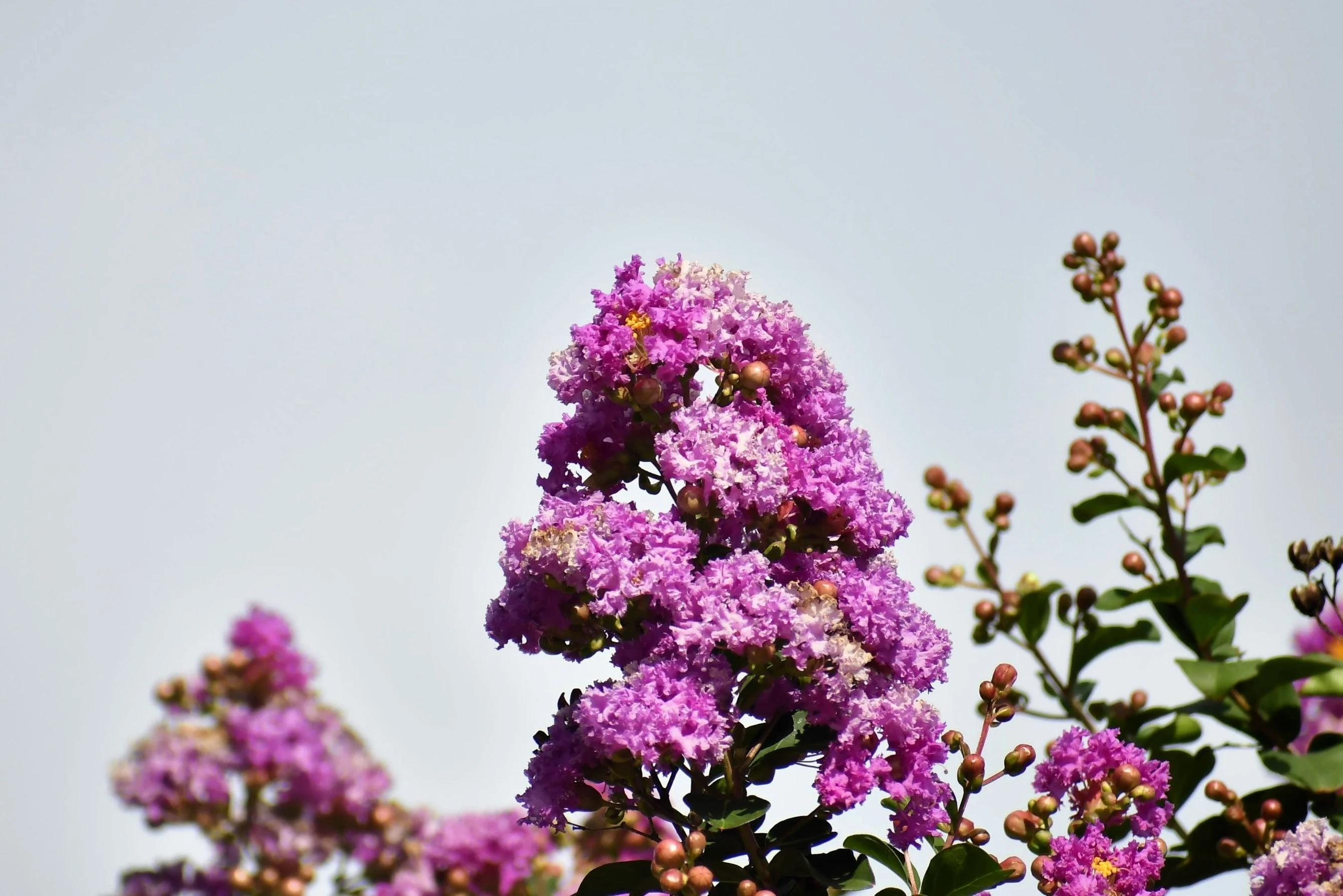 35 LILAC Light Purple CREPE MYRTLE Lagerstroemia Indica Flowering Shrub Bush Small Tree Seeds - Image 8
