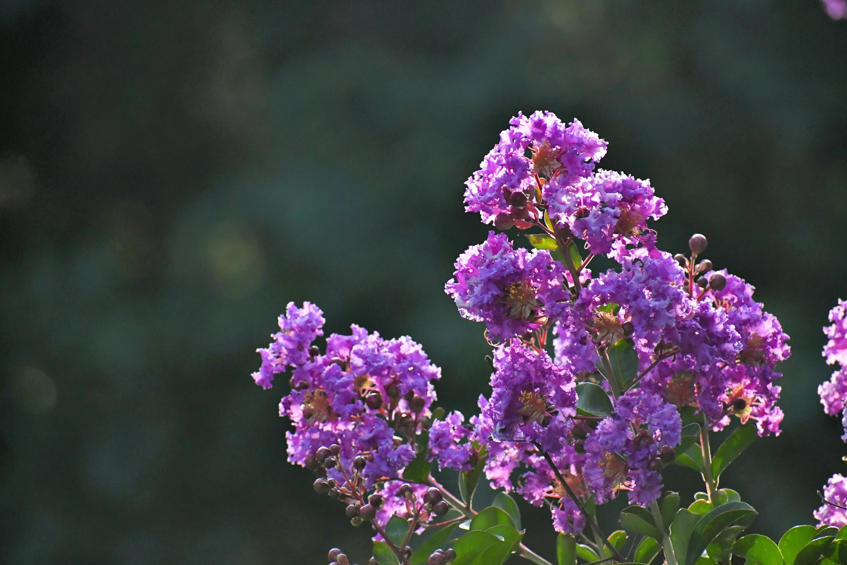 35 LILAC Light Purple CREPE MYRTLE Lagerstroemia Indica Flowering Shrub Bush Small Tree Seeds - Image 9