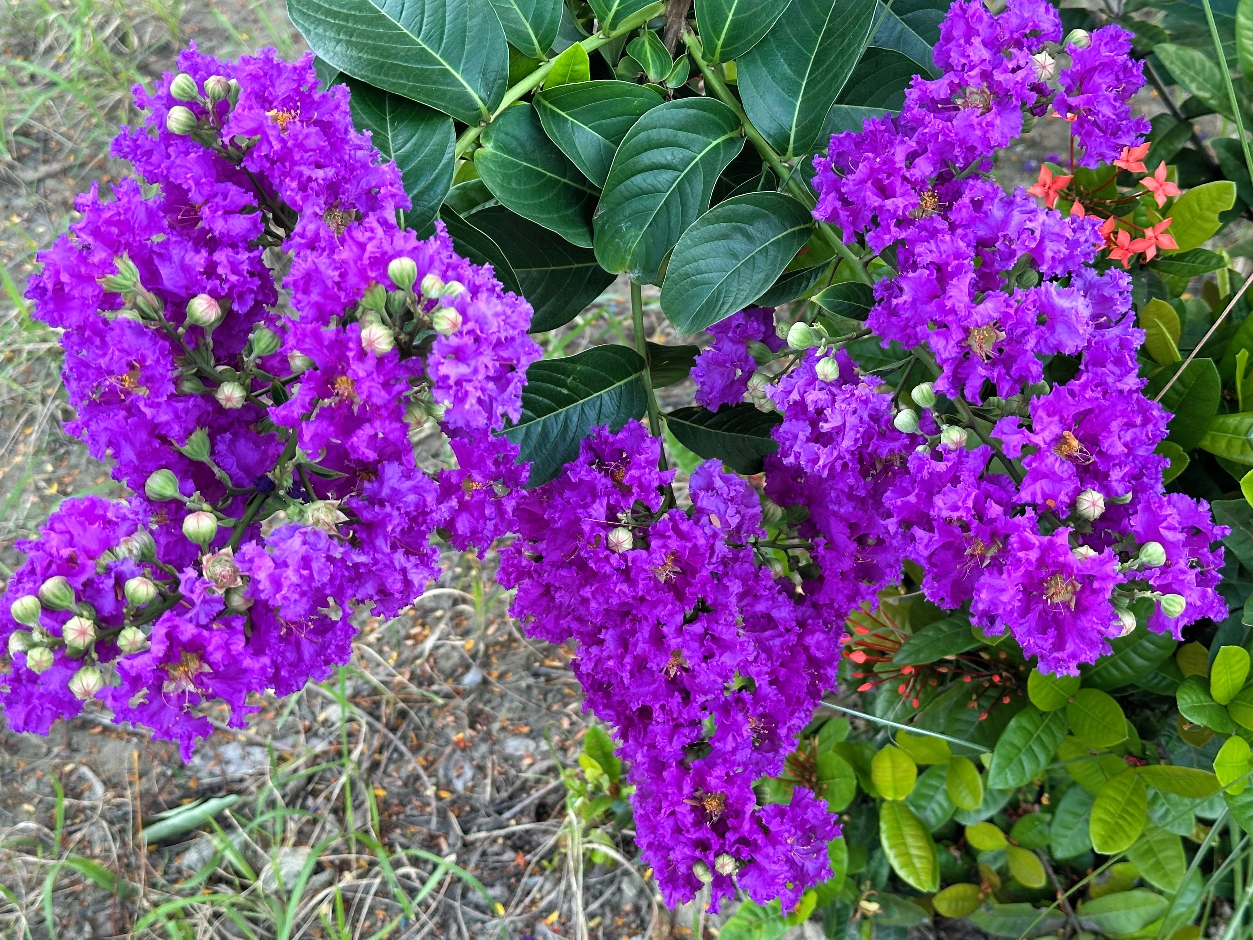 35 PURPLE CREPE MYRTLE Lagerstroemia Indica Flowering Shrub Bush Small Tree Seeds - Image 2