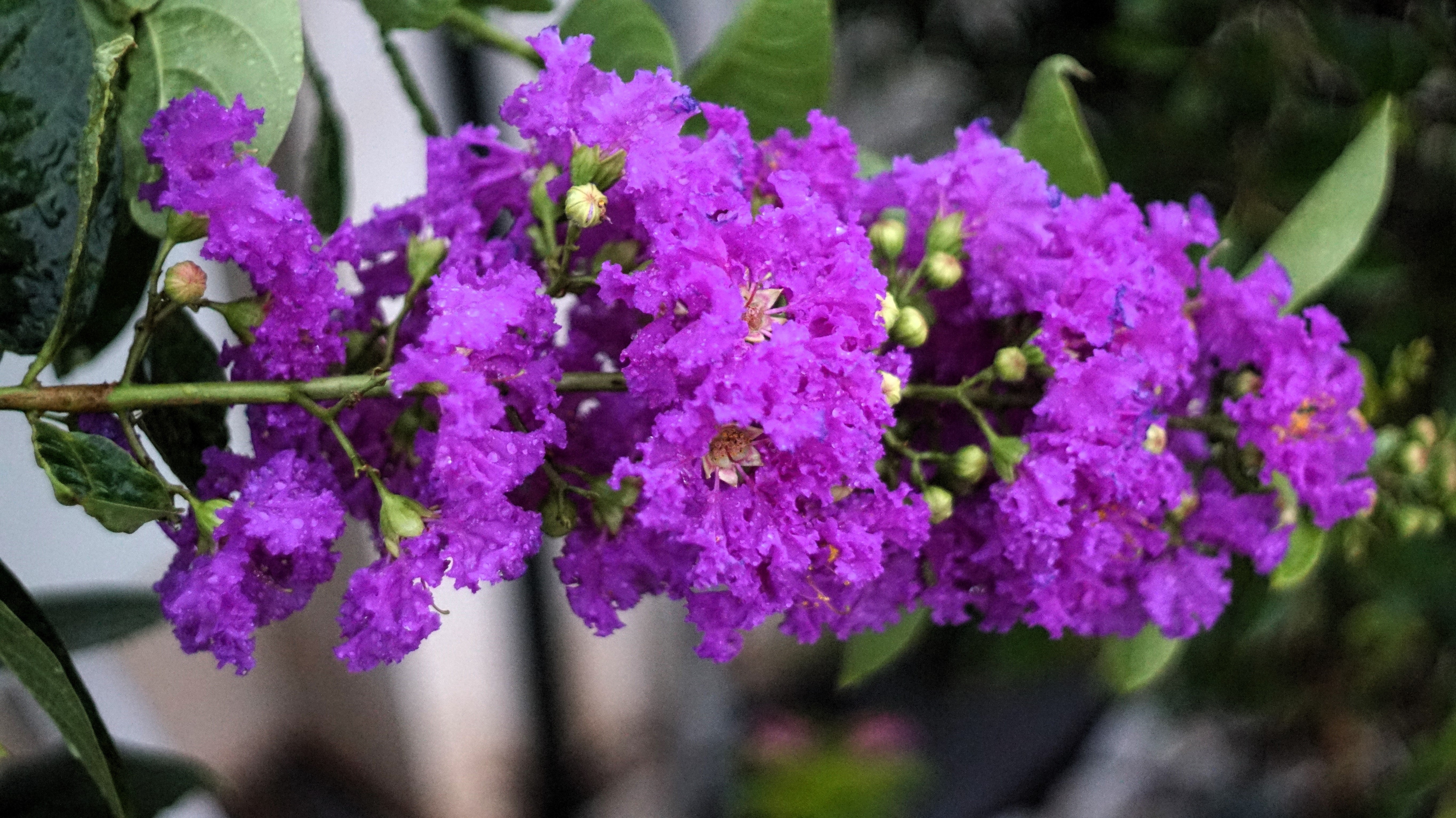 35 PURPLE CREPE MYRTLE Lagerstroemia Indica Flowering Shrub Bush Small Tree Seeds - Image 3