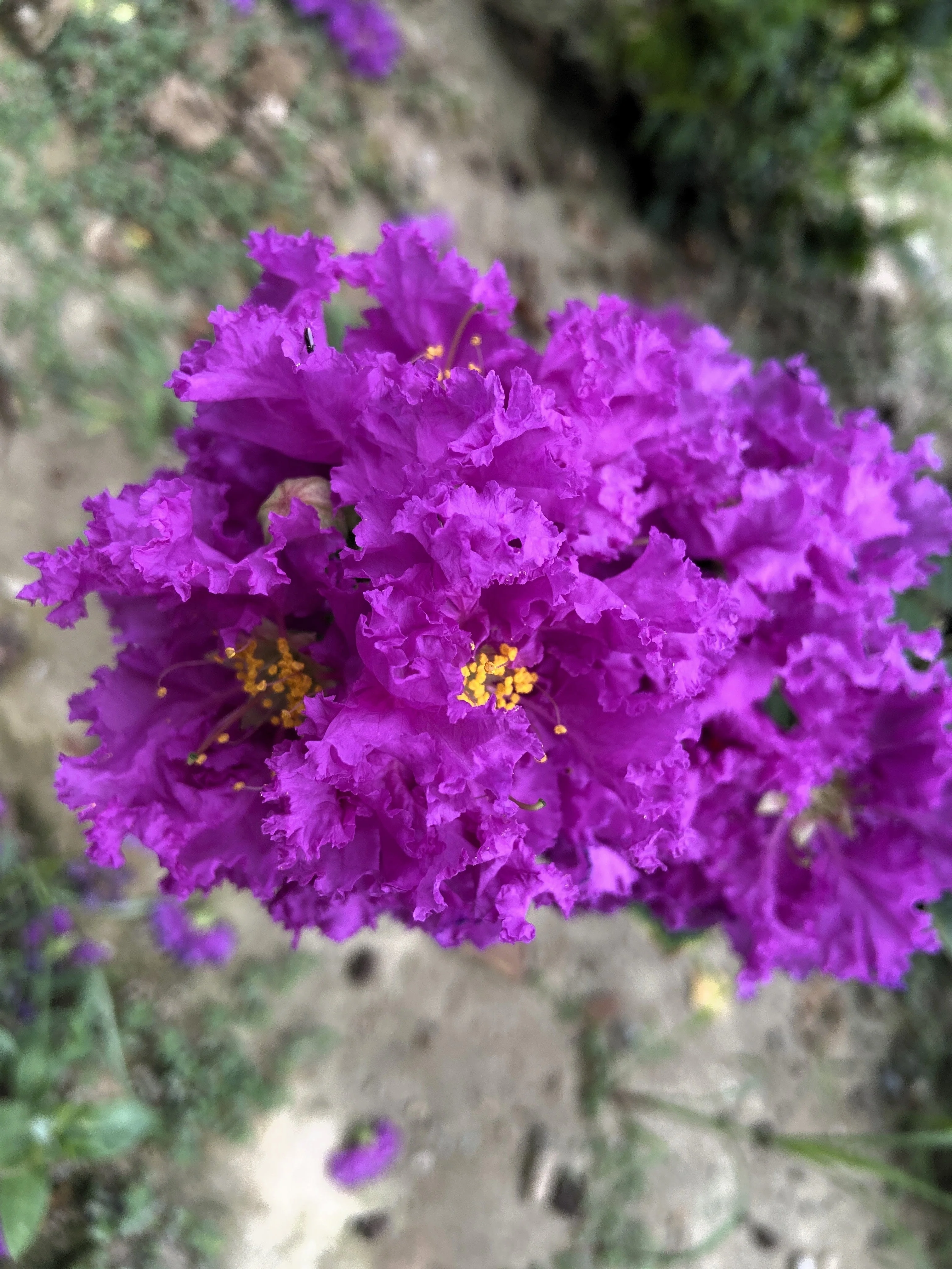 35 PURPLE CREPE MYRTLE Lagerstroemia Indica Flowering Shrub Bush Small Tree Seeds - Image 4