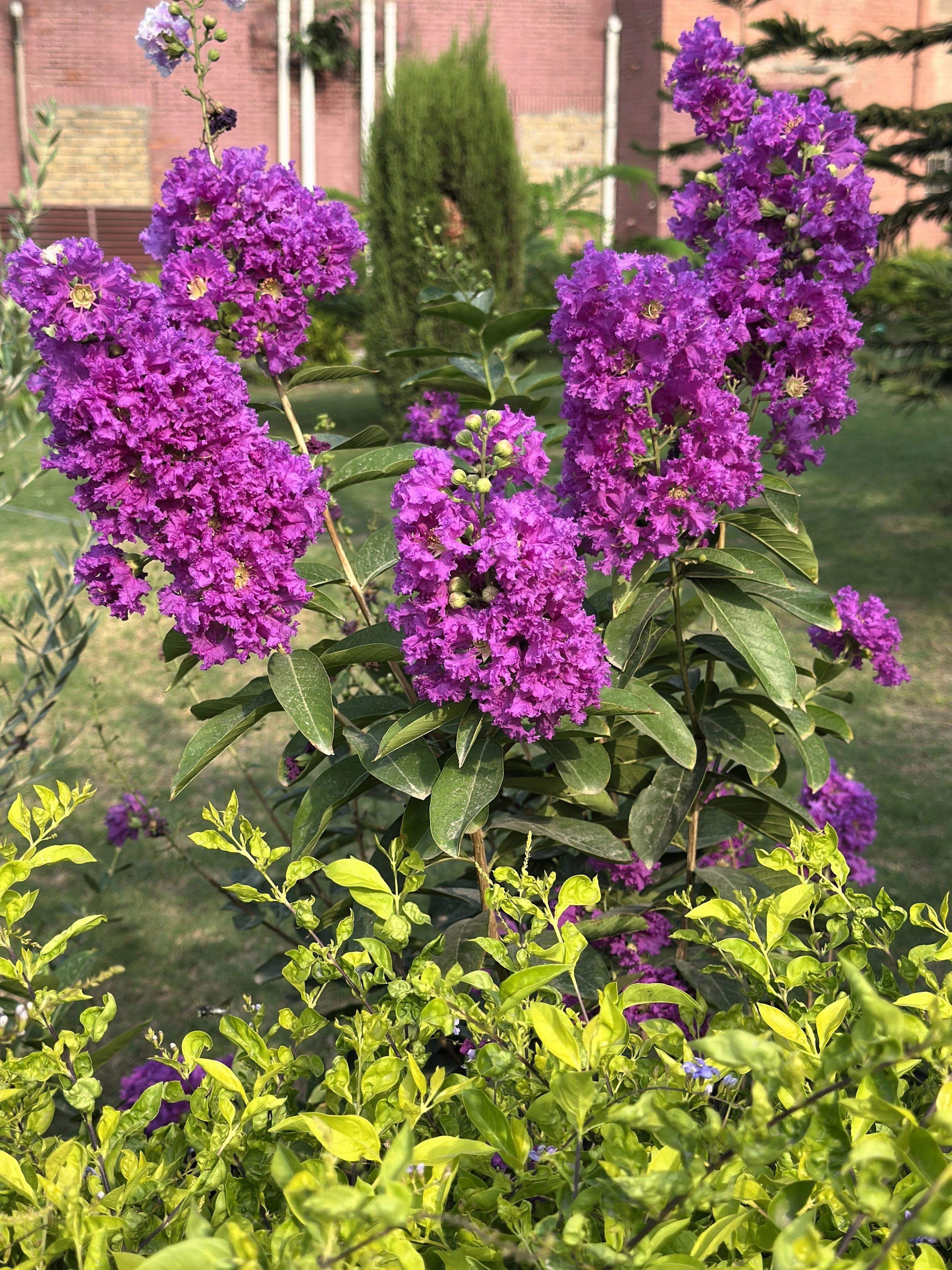 35 PURPLE CREPE MYRTLE Lagerstroemia Indica Flowering Shrub Bush Small Tree Seeds - Image 5