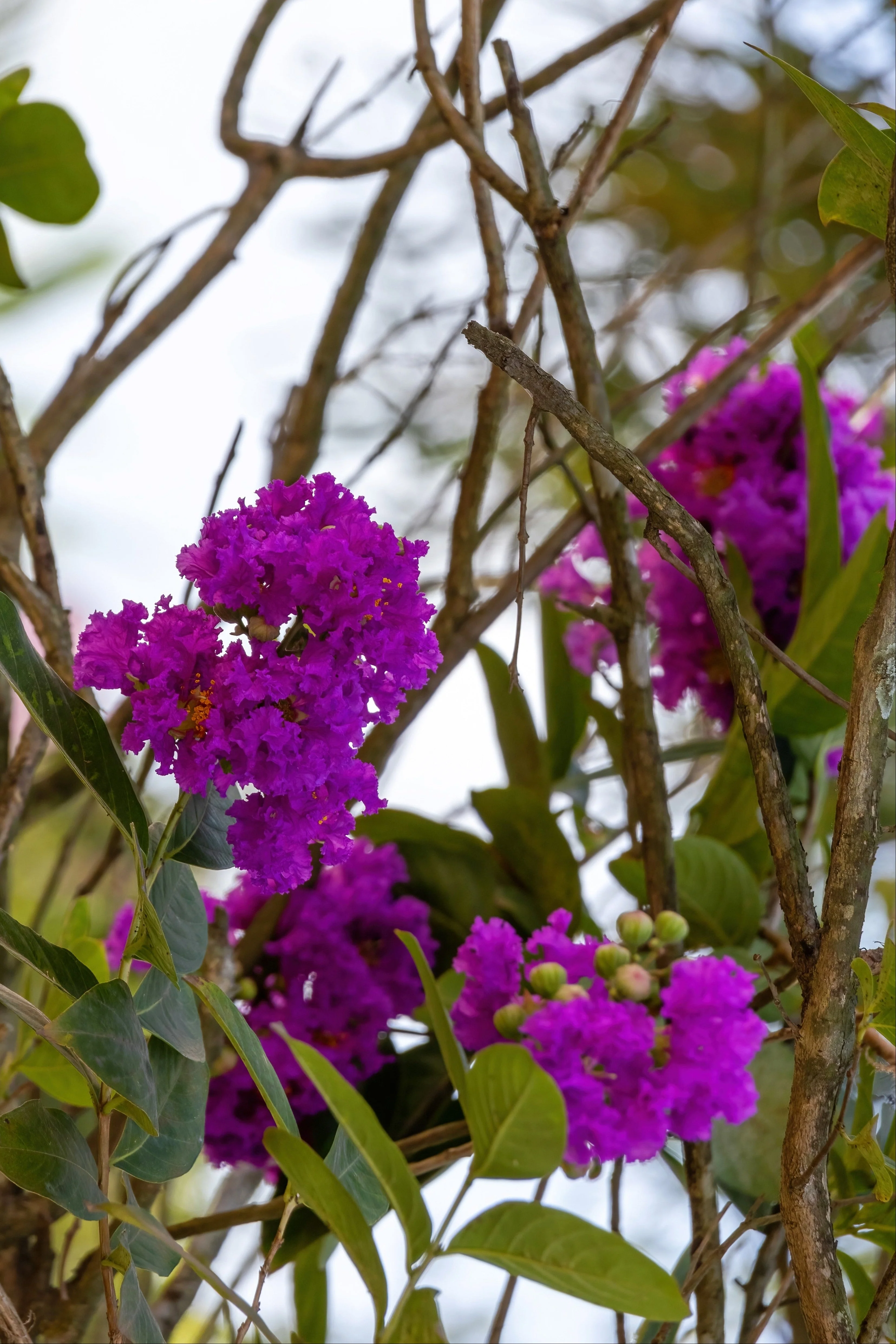 35 PURPLE CREPE MYRTLE Lagerstroemia Indica Flowering Shrub Bush Small Tree Seeds - Image 6
