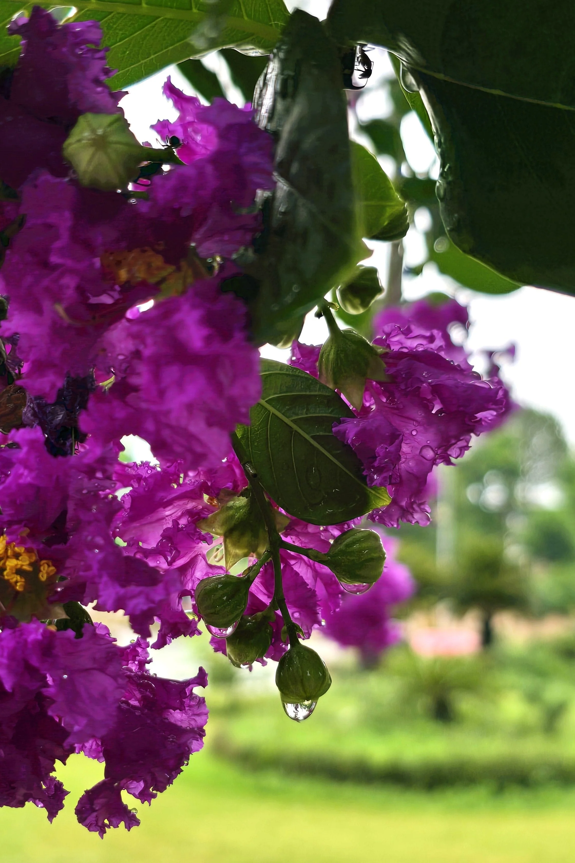 35 PURPLE CREPE MYRTLE Lagerstroemia Indica Flowering Shrub Bush Small Tree Seeds - Image 7