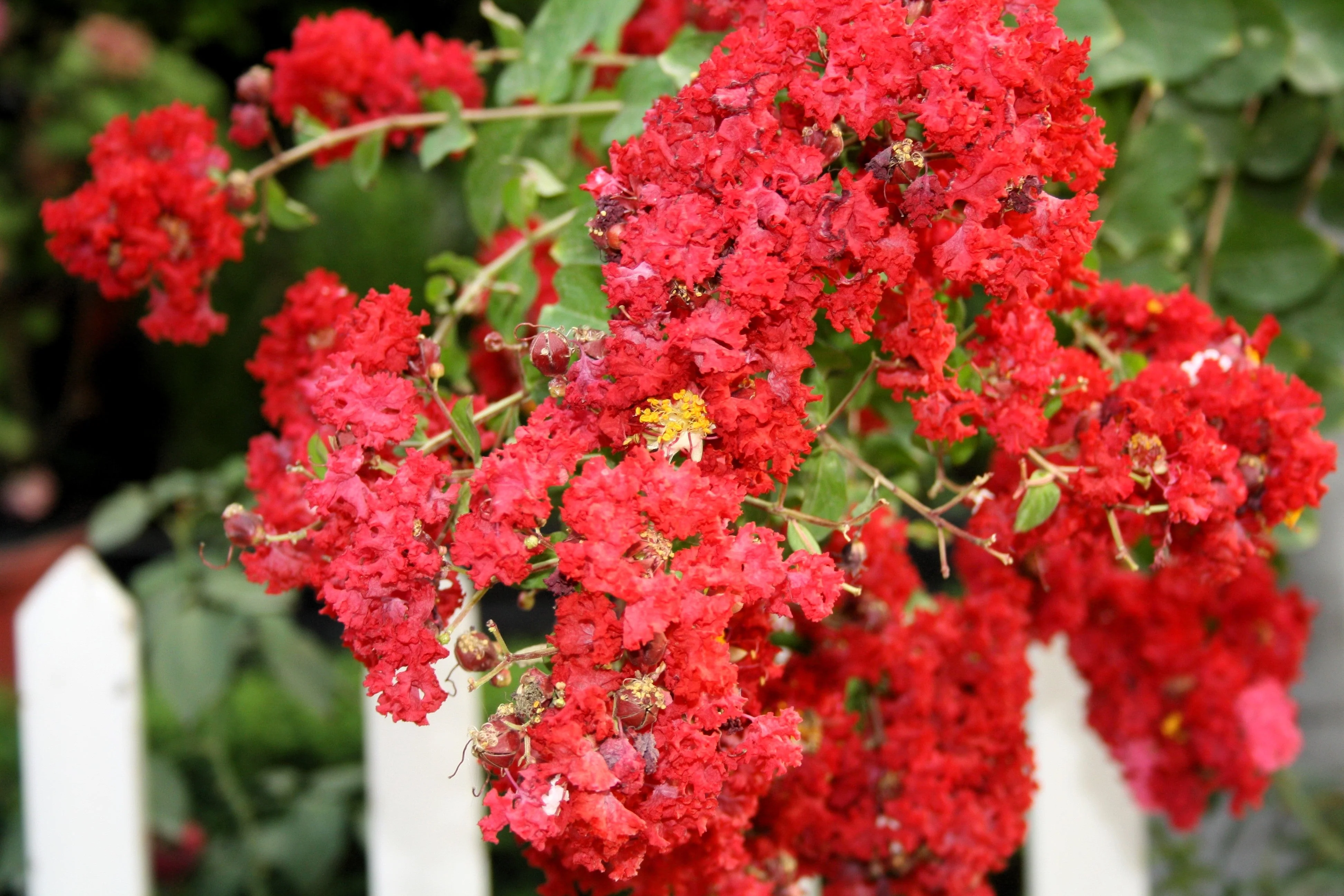 35 RED CREPE MYRTLE Lagerstroemia Indica Flowering Shrub Bush Small Tree Seeds - Image 10