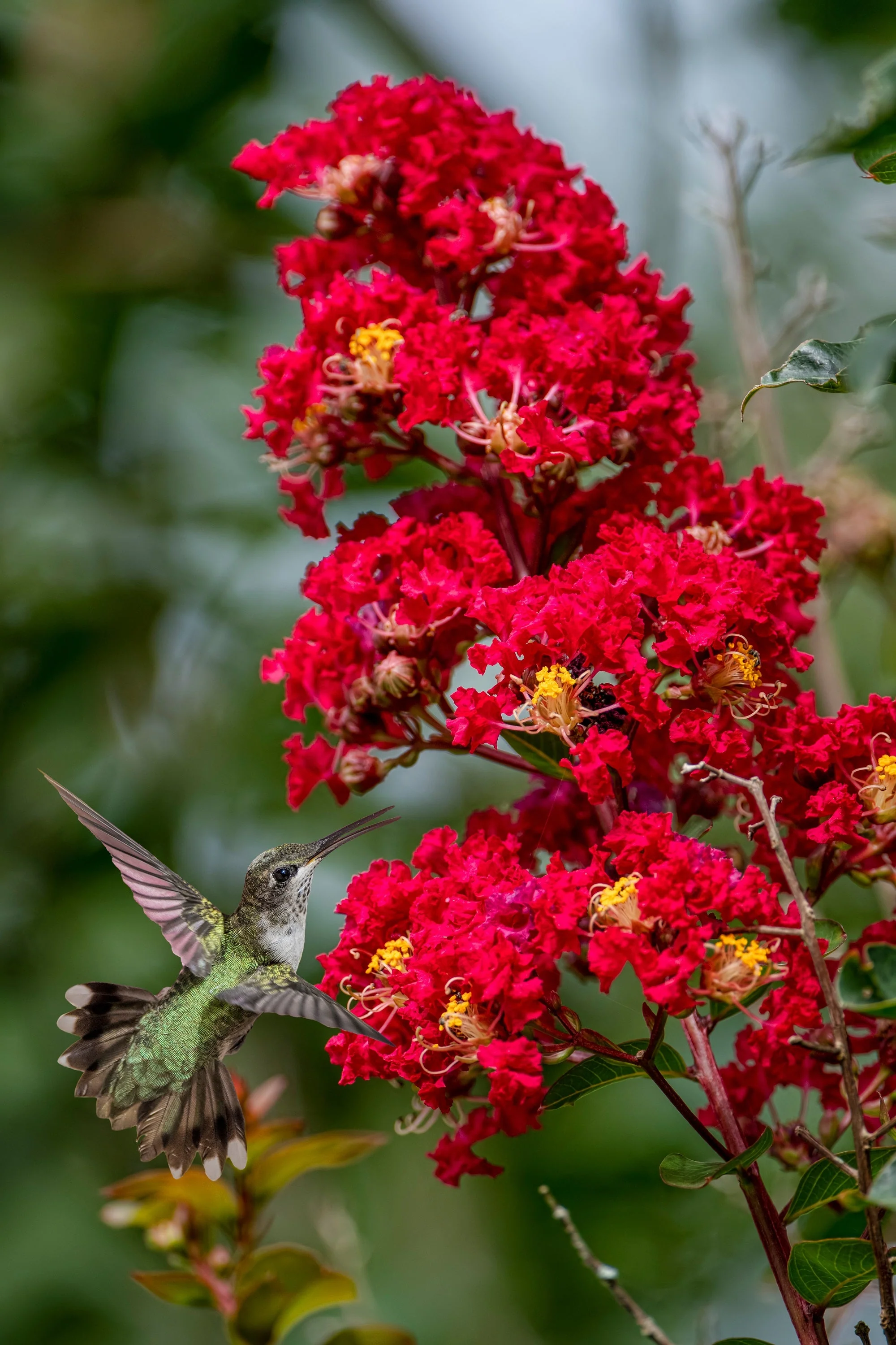 35 RED CREPE MYRTLE Lagerstroemia Indica Flowering Shrub Bush Small Tree Seeds - Image 12